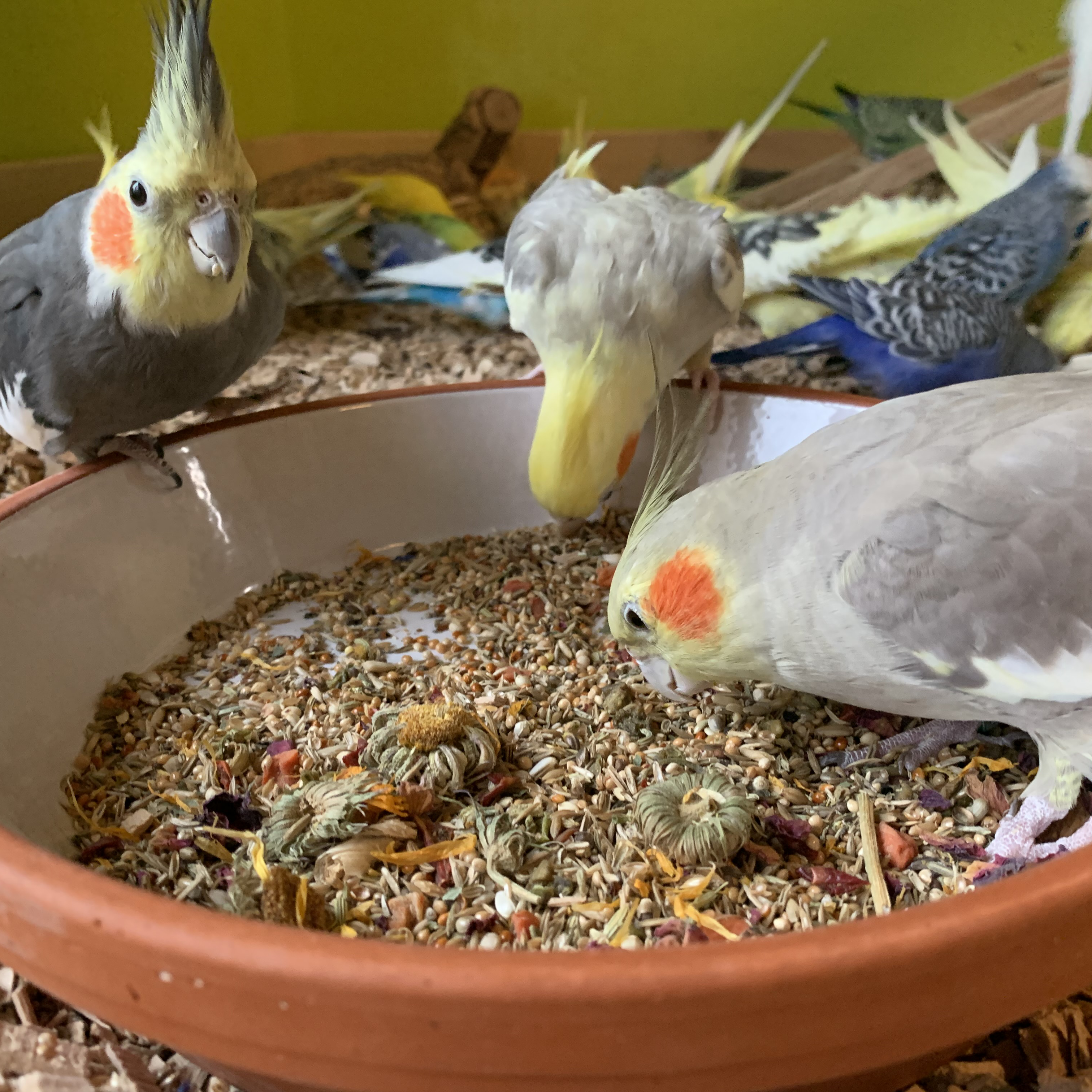 grosssittich-und-kleinpapageien-futter-nymphensittiche-katharinasittiche-ziegensittiche