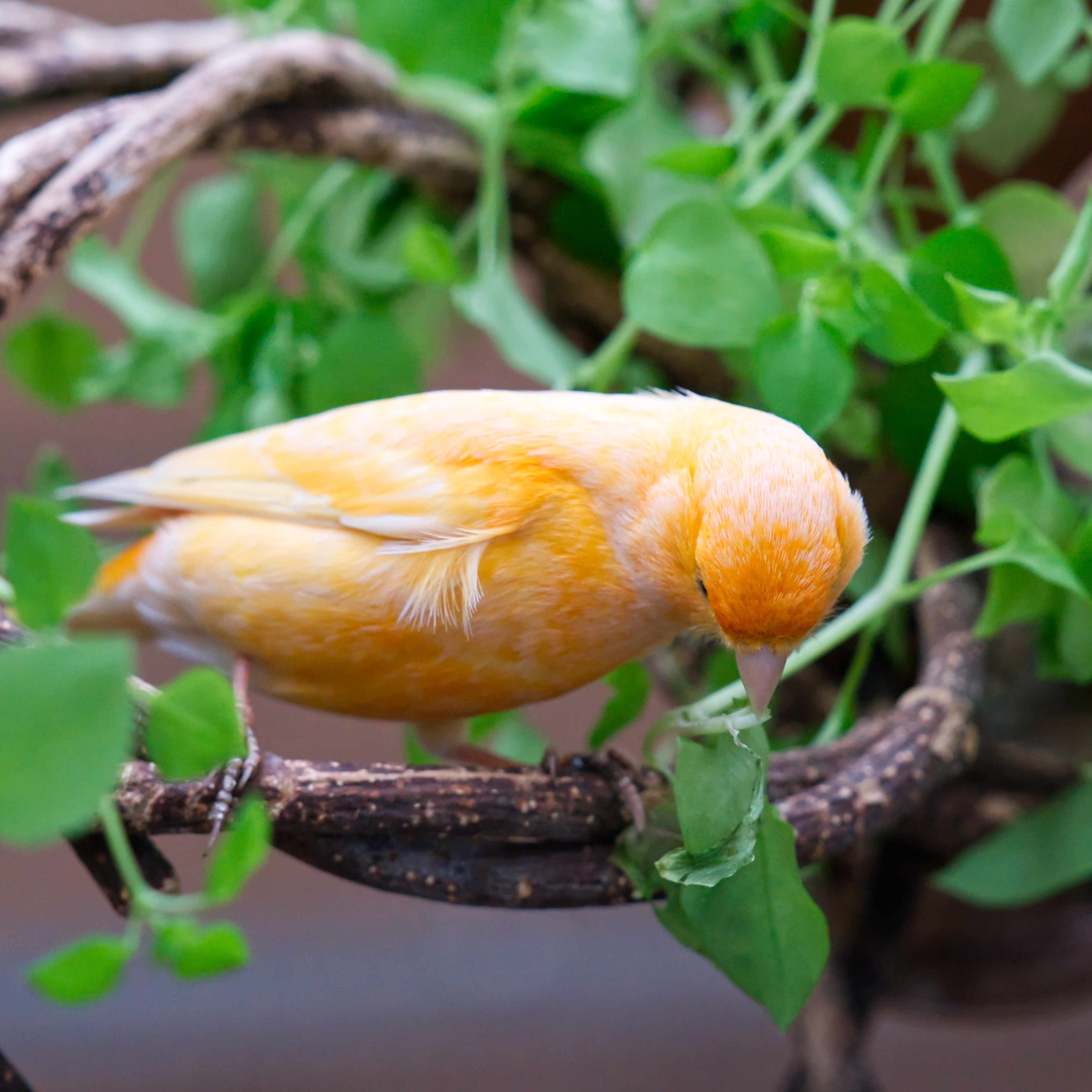 vogelmiere-futterpflanze-fuer-voegel-koernerbude5