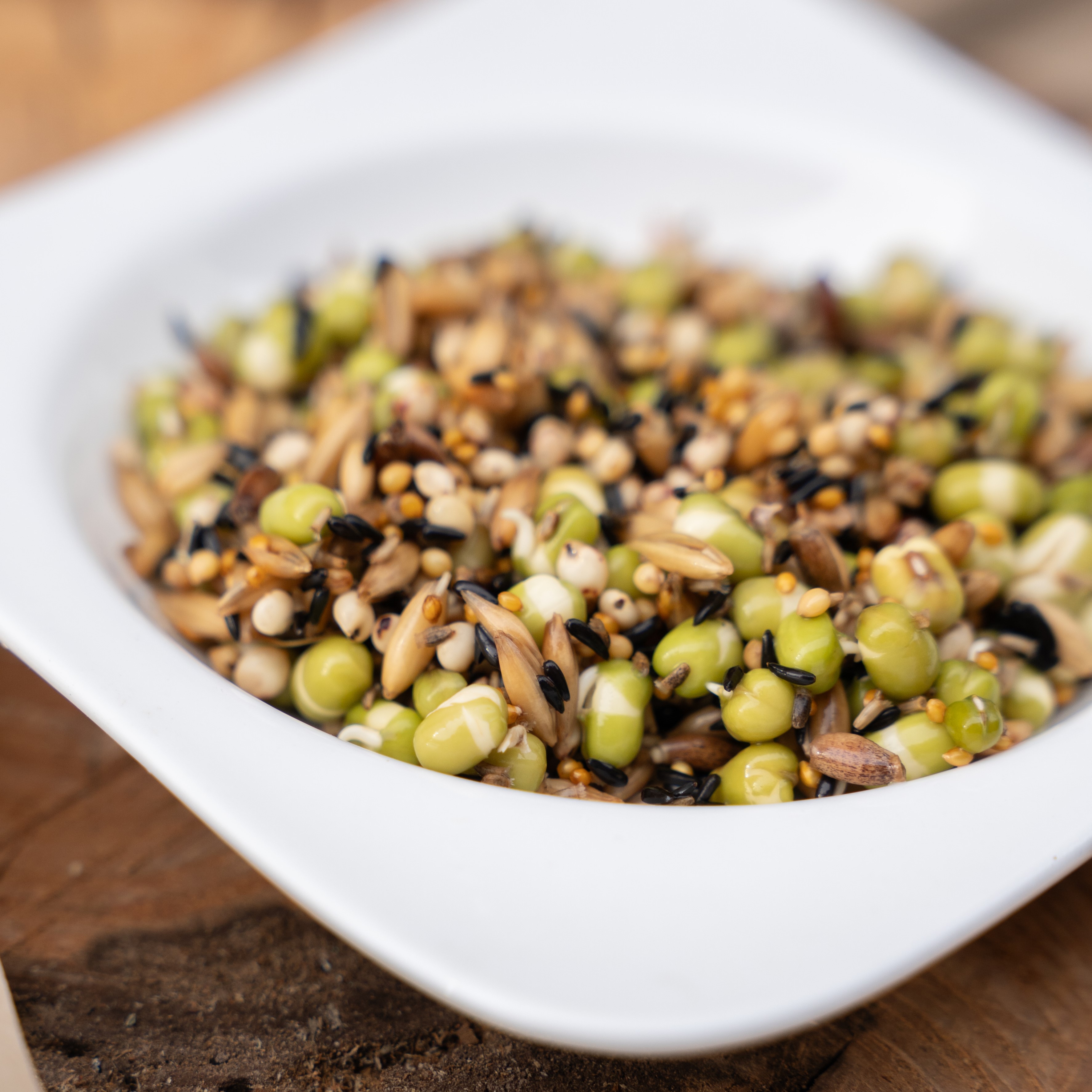 Körnerbude Allerlei Keimfutter