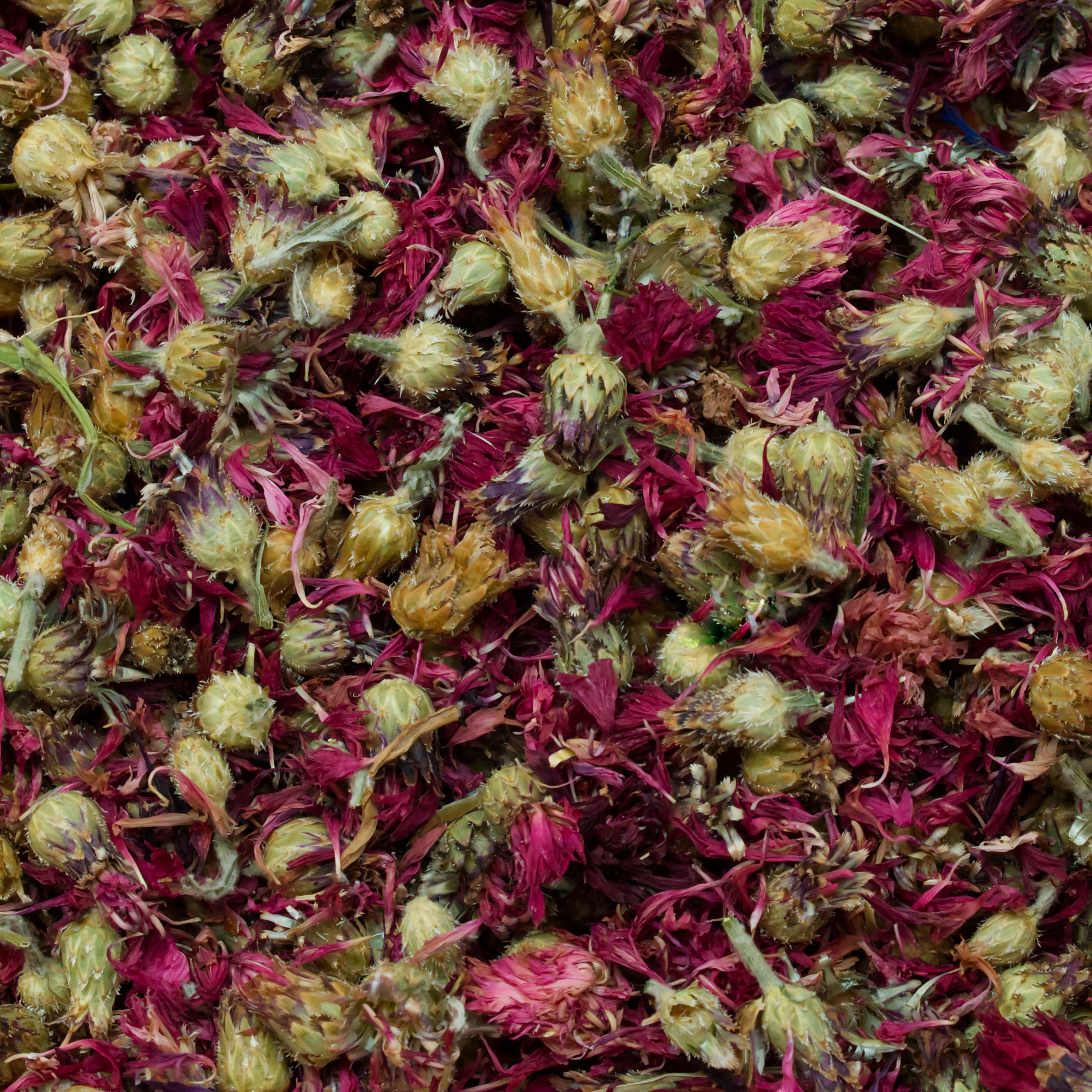 kornblumen-rot-einzelfutter-fuer-voegel-koernerbude1