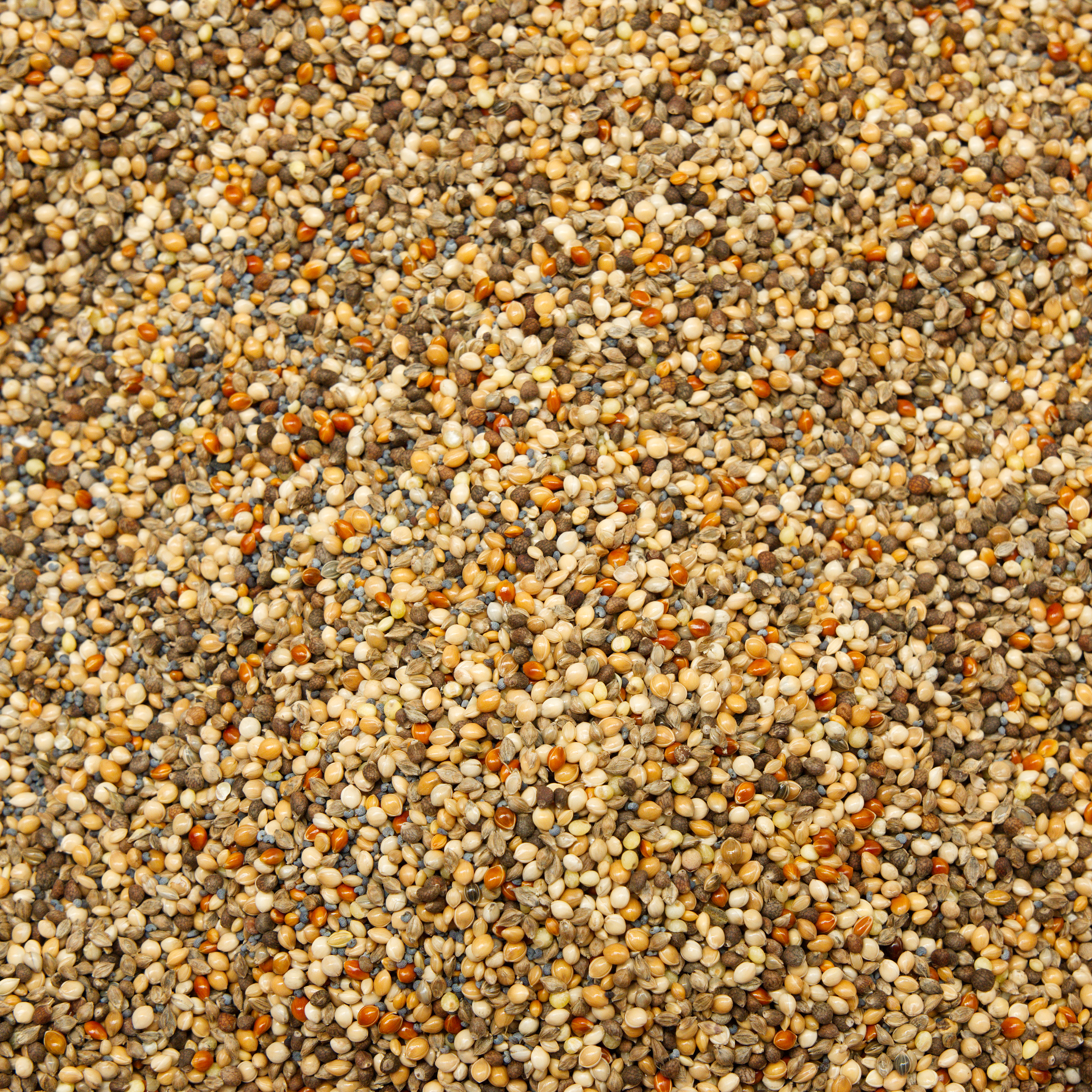 wachtel_und_ziertauben_futter_koernerbude Wachtel- und Ziertauben Mischung