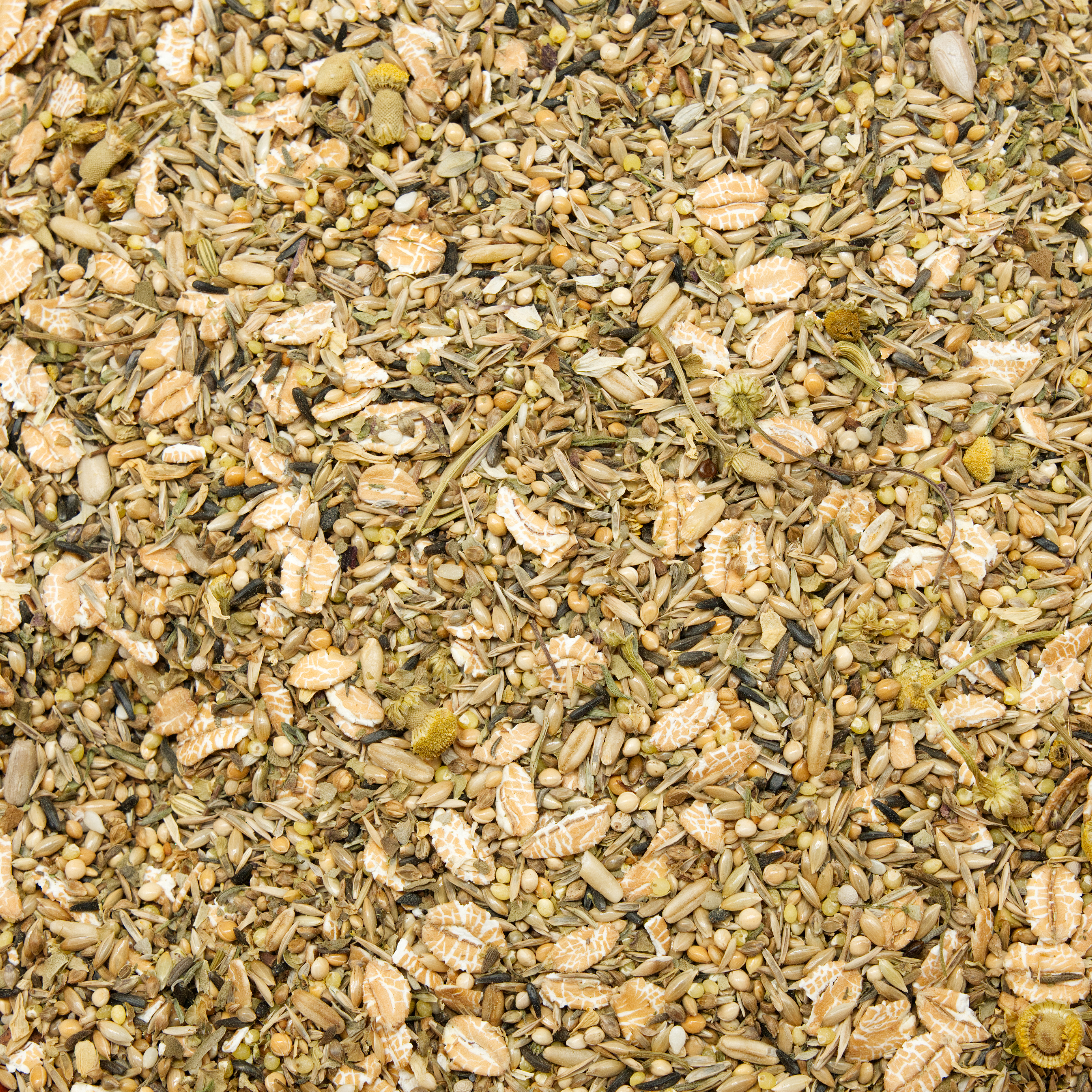 kanarien_megabakterienfutter_koernerbude_macrorhabdiose