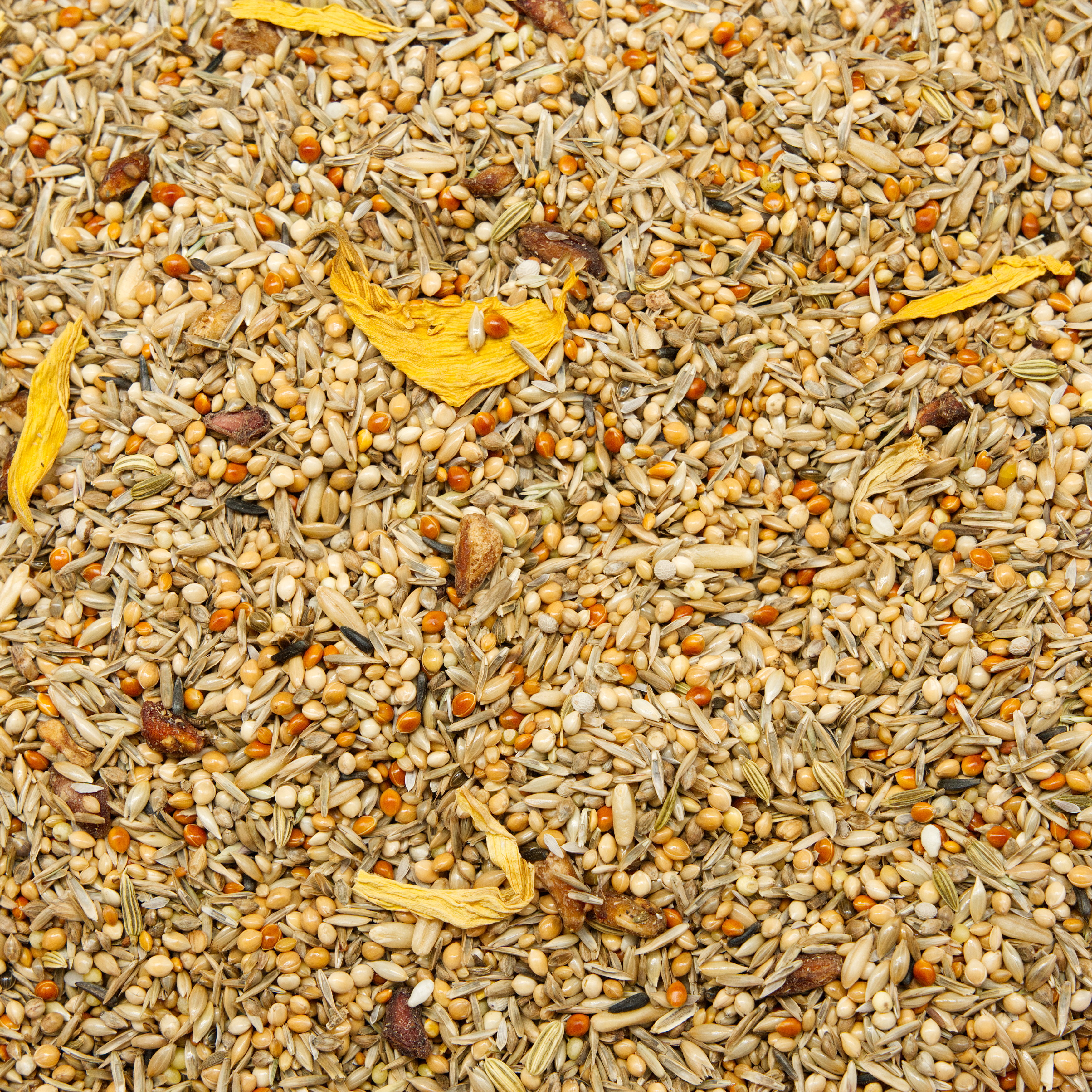 nymphen_prachtmischung_nymphensittichfutter_koernerbude Nymphensittich Prachtmischung