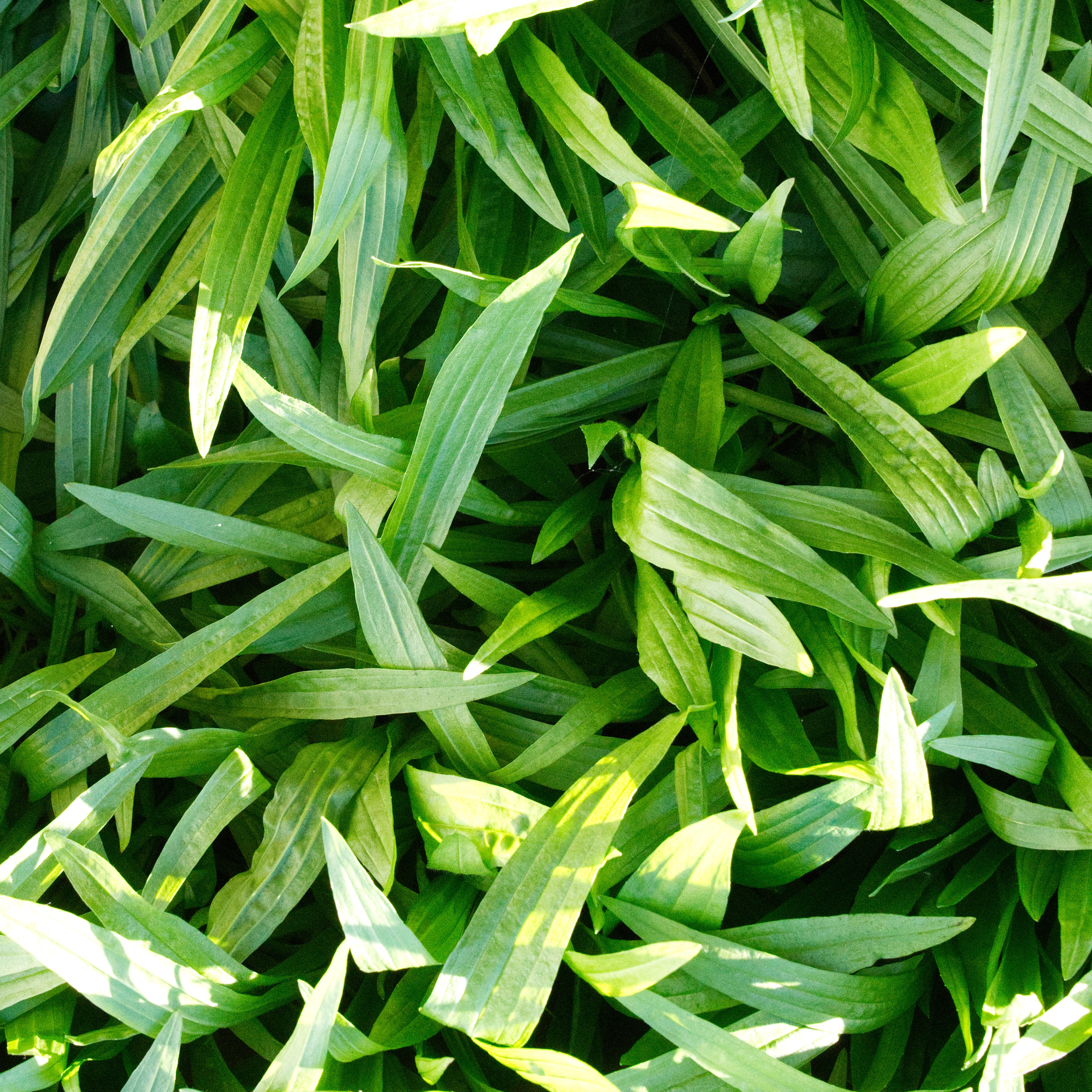 Wegerich, naturbelassen