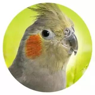 Geeignet-fuer-2-Nymphensittiche