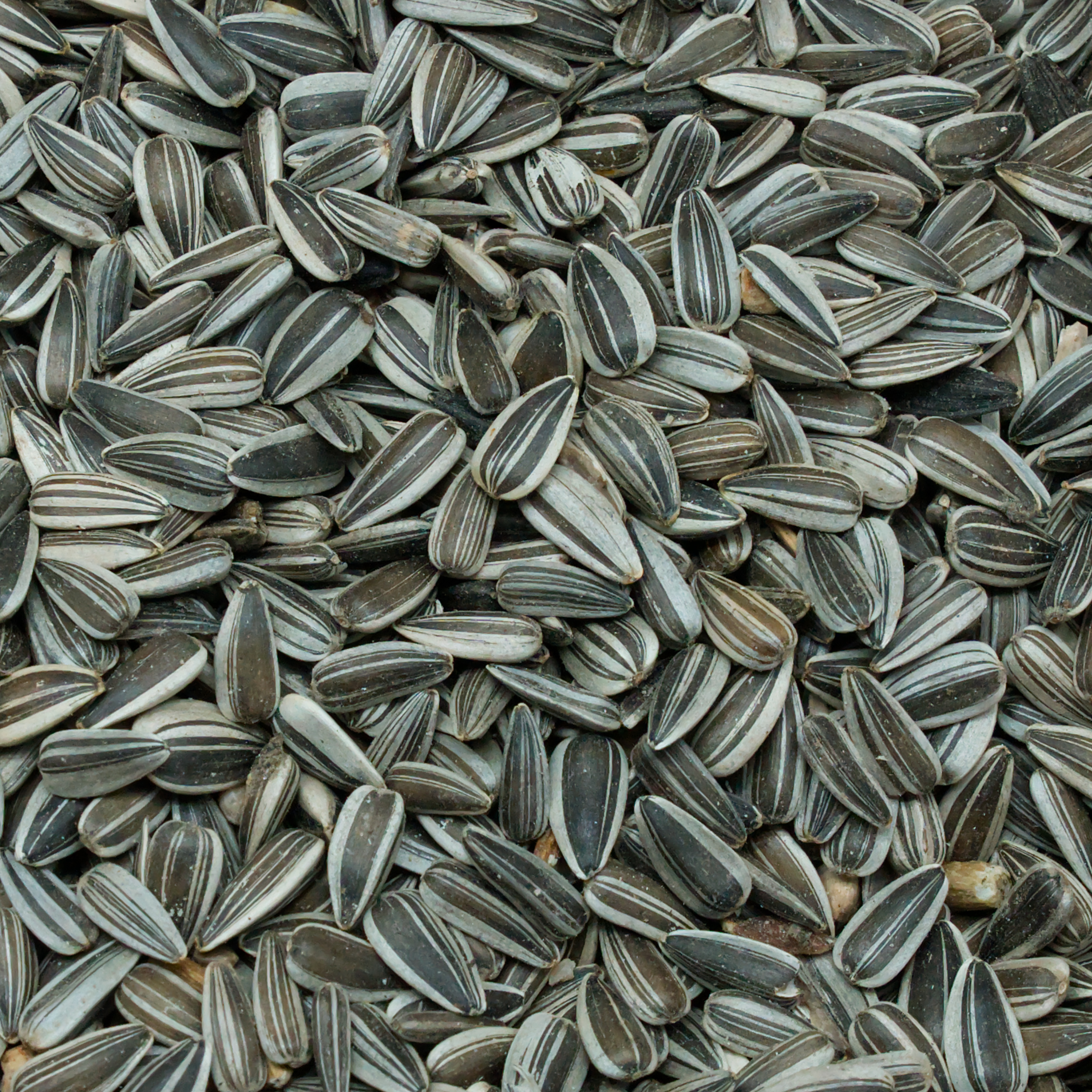 sonnenbluenkerne-gestreift-weiss-einzelfutter-fuer-voegel-koernerbude1 Sonnenblumenkerne, gestreift