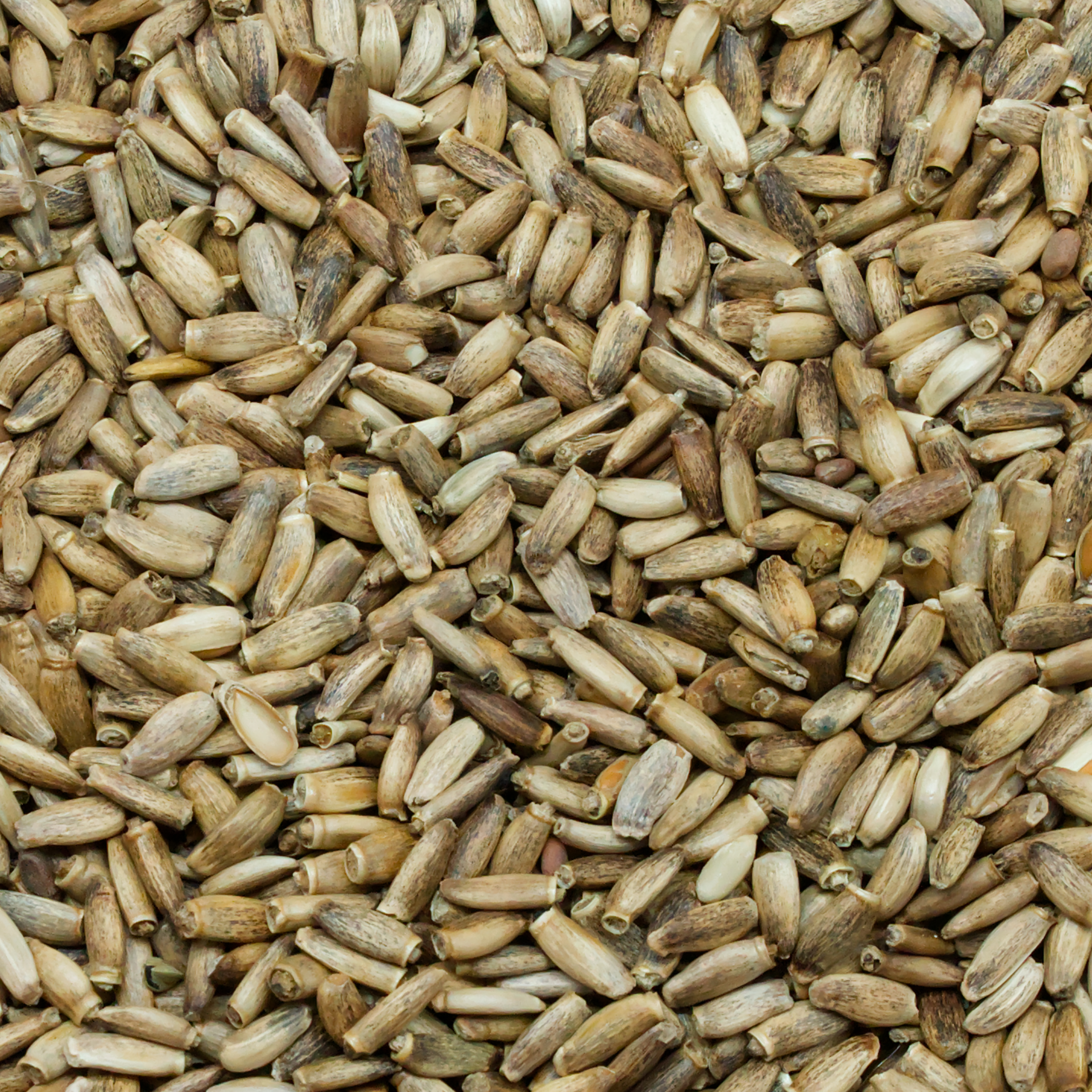 mariendistel-weiss-einzelfutter-fuer-voegel-koernerbude1 Mariendistelsamen