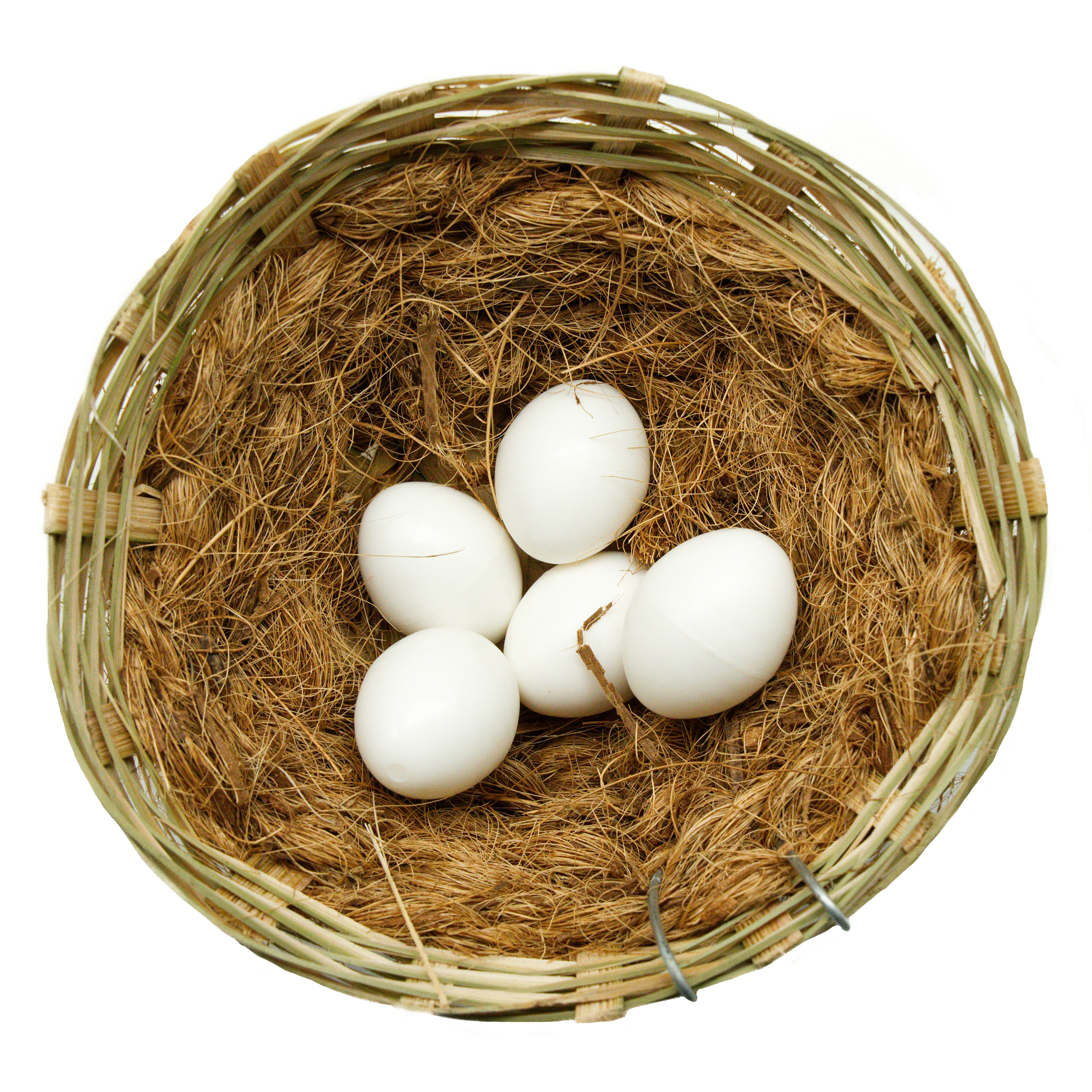 nesteier-kunsteier-grosssittiche-koernerbude