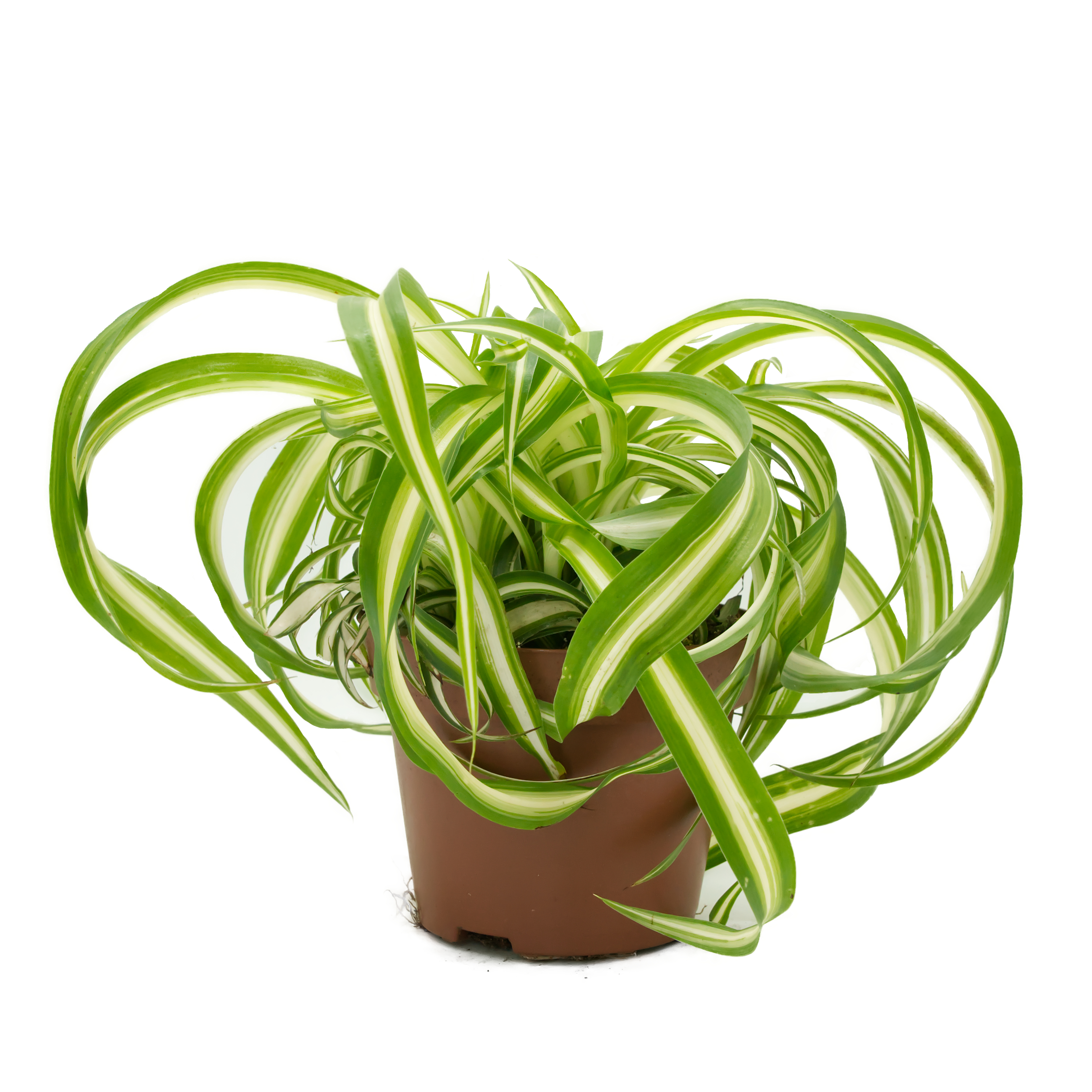 Grünlilie (Chlorophytum), naturbelassen