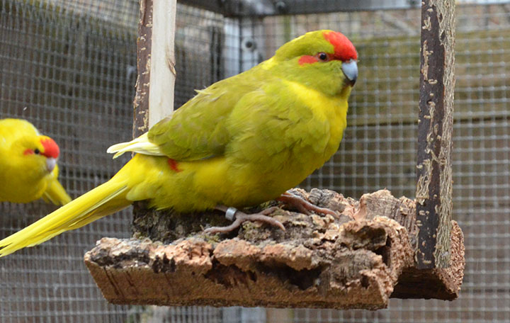 Kork-Schaukel, klein 15 x 12 x 20 cm