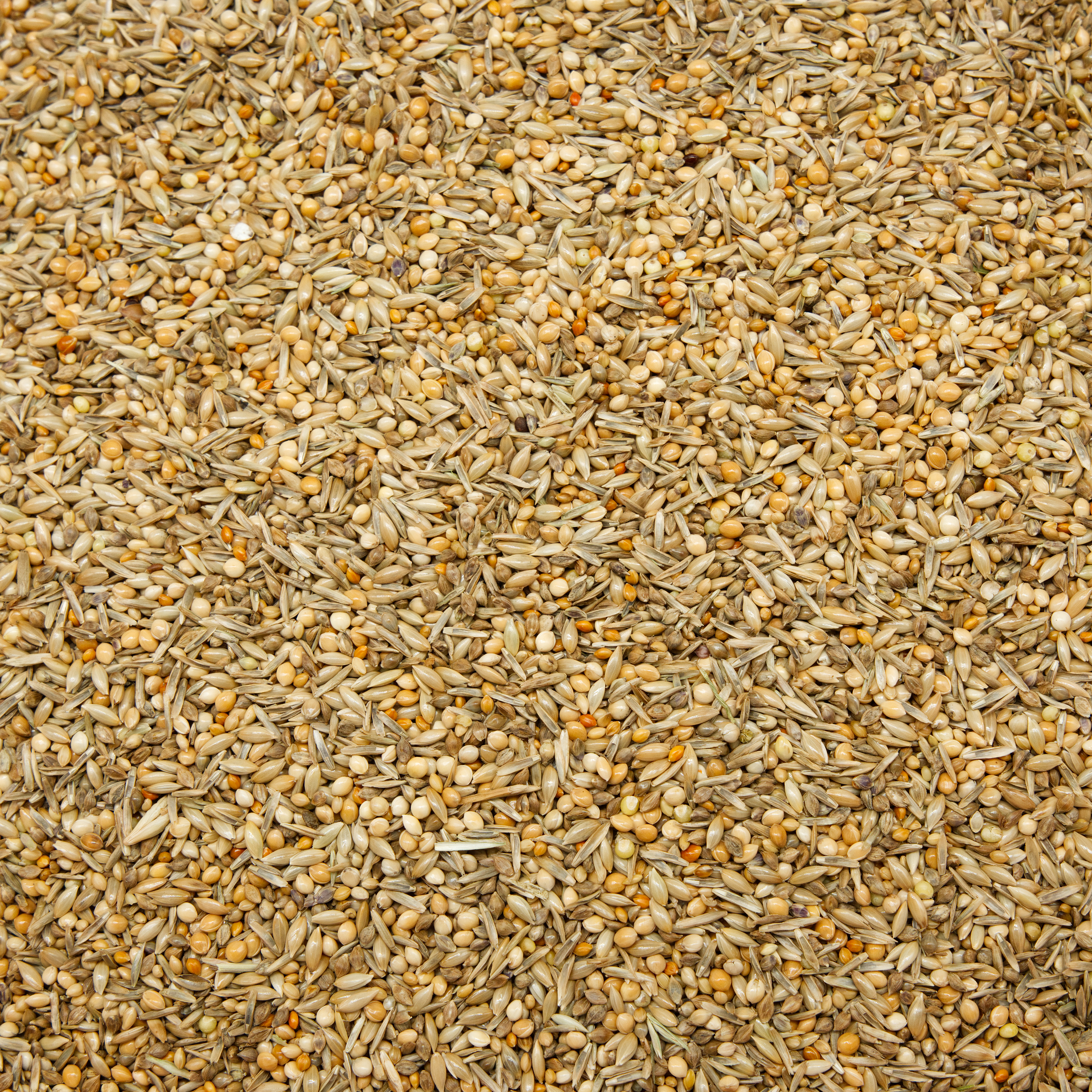 grundmischung_nymphensittiche_und_ziegensittichekoernerbude Grundmischung Nymphen- & Ziegensittiche