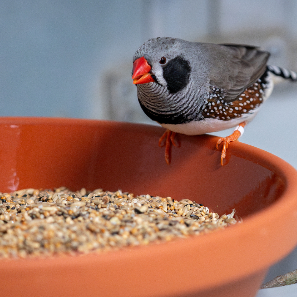 basismischung-exoten