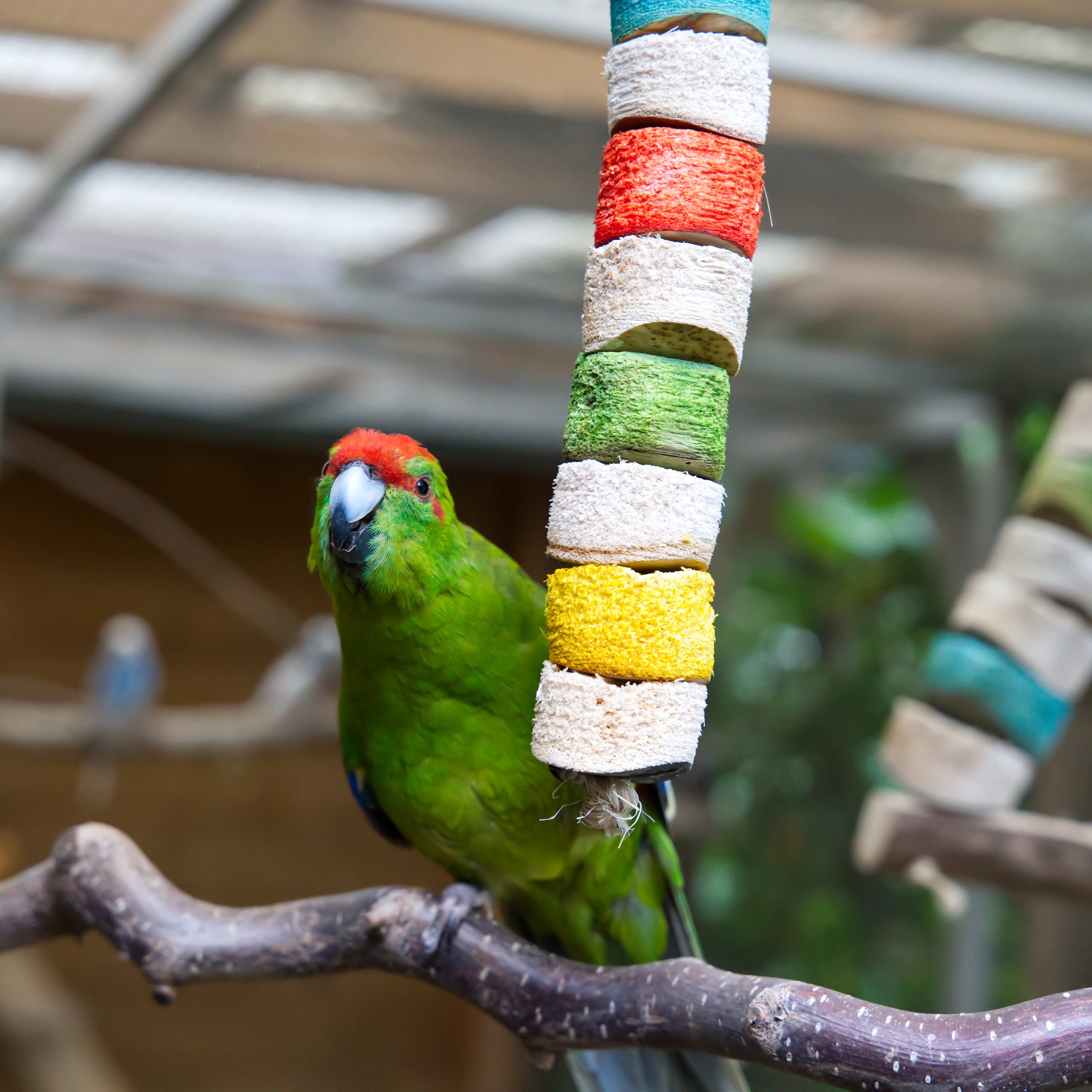 mini-max-bird-kabob-vogelspielzeug-wellensittichspielzeugW3SZDMag7jDsy Mini Max Bird Kabob