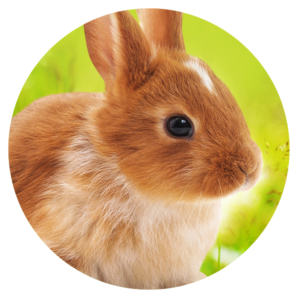 Geeignet_F-r_18_Kaninchen