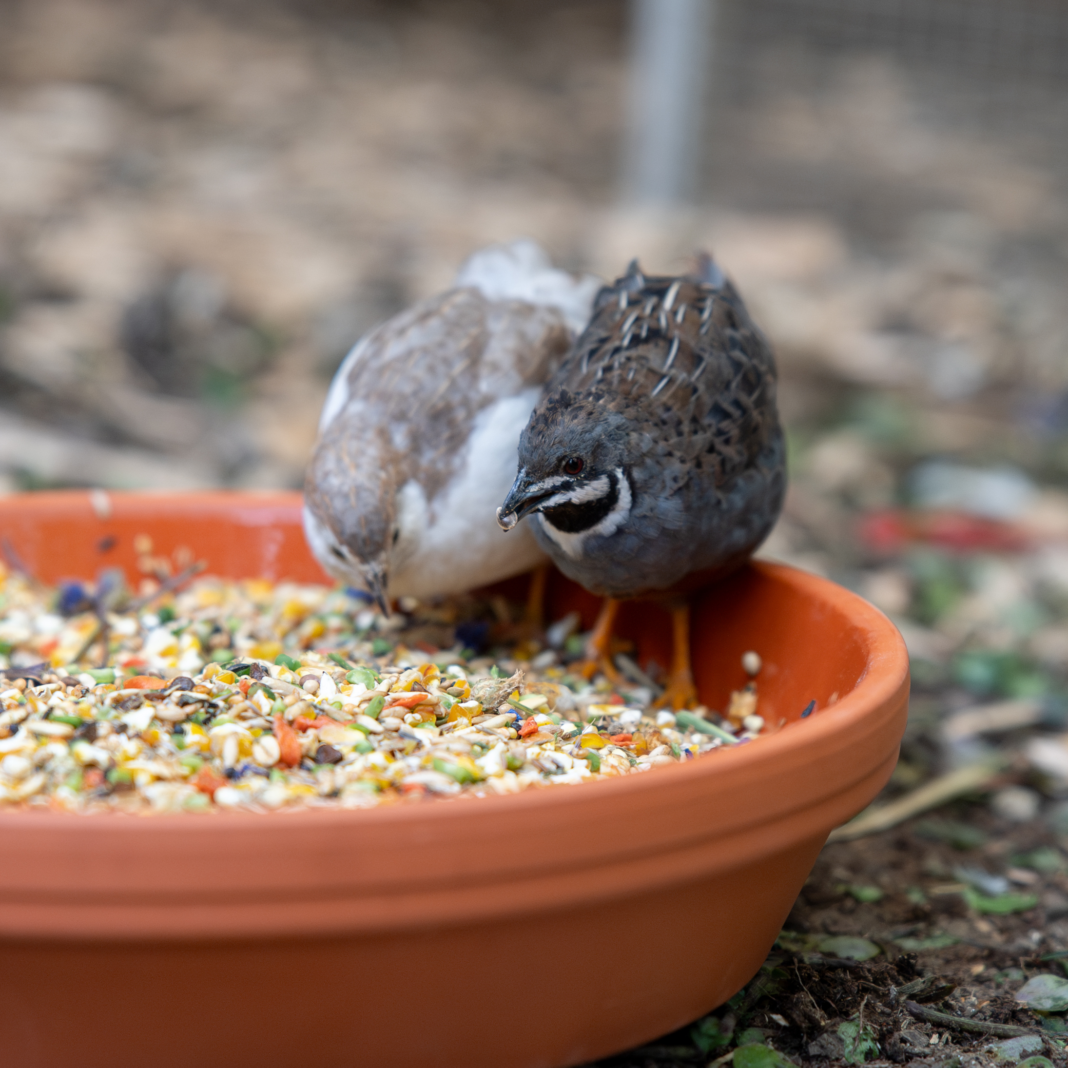 wachtelfutter-wachteltraum-zwergwachtel-futter