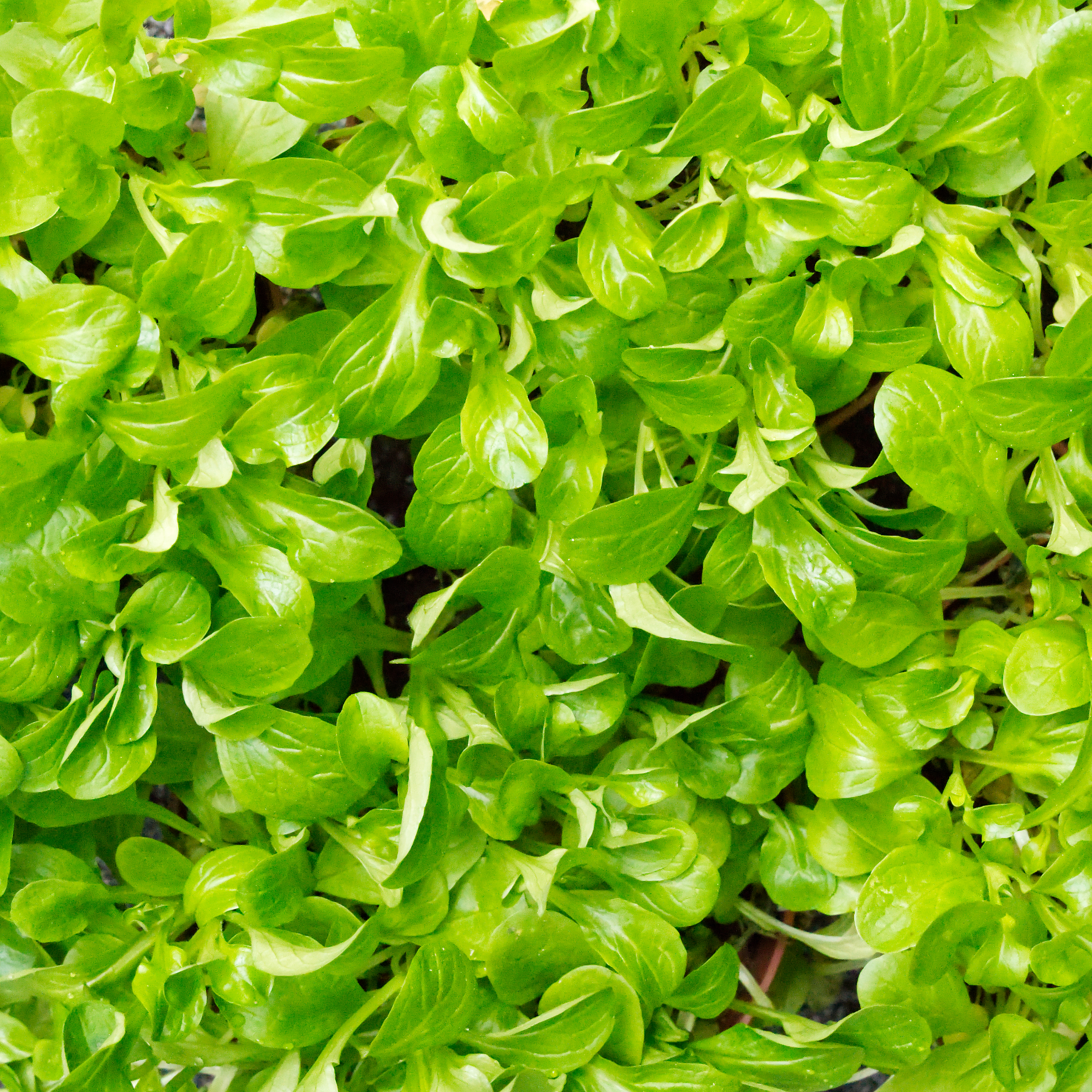 Feldsalat, naturbelassen