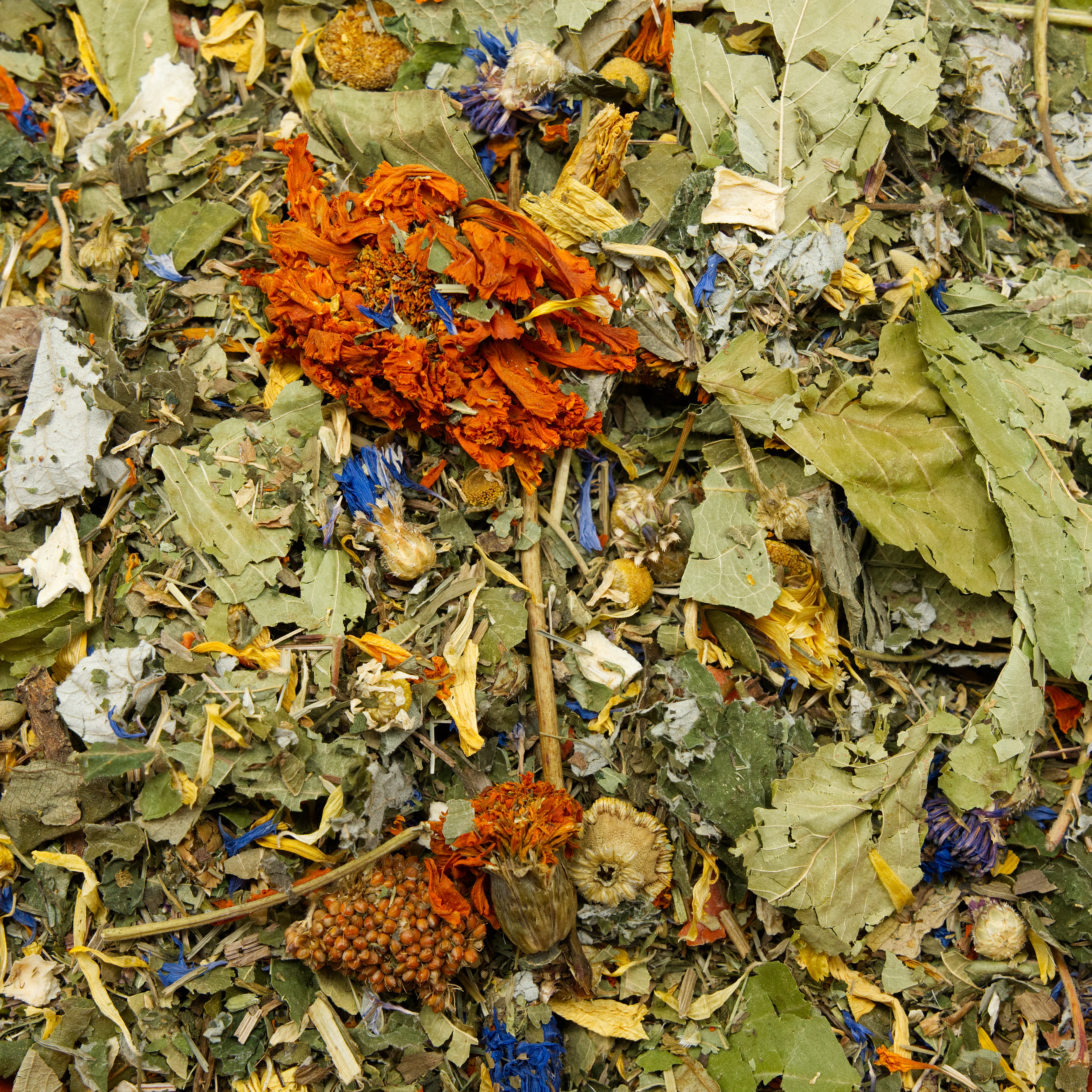 degu_kraeutermix_degufutter_degukraeuter_koernerbude