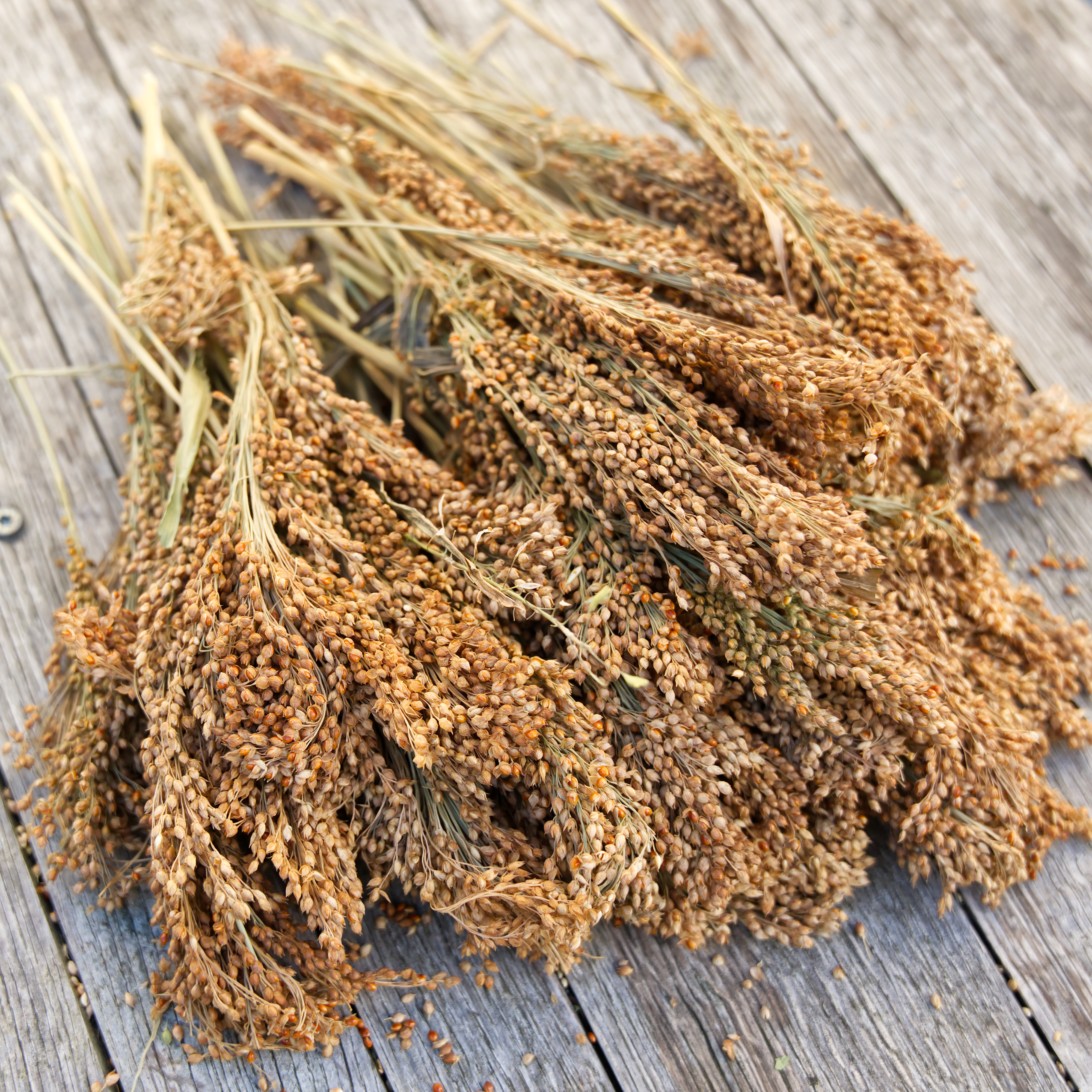 Rispenhirse, deutsch rotkörnig