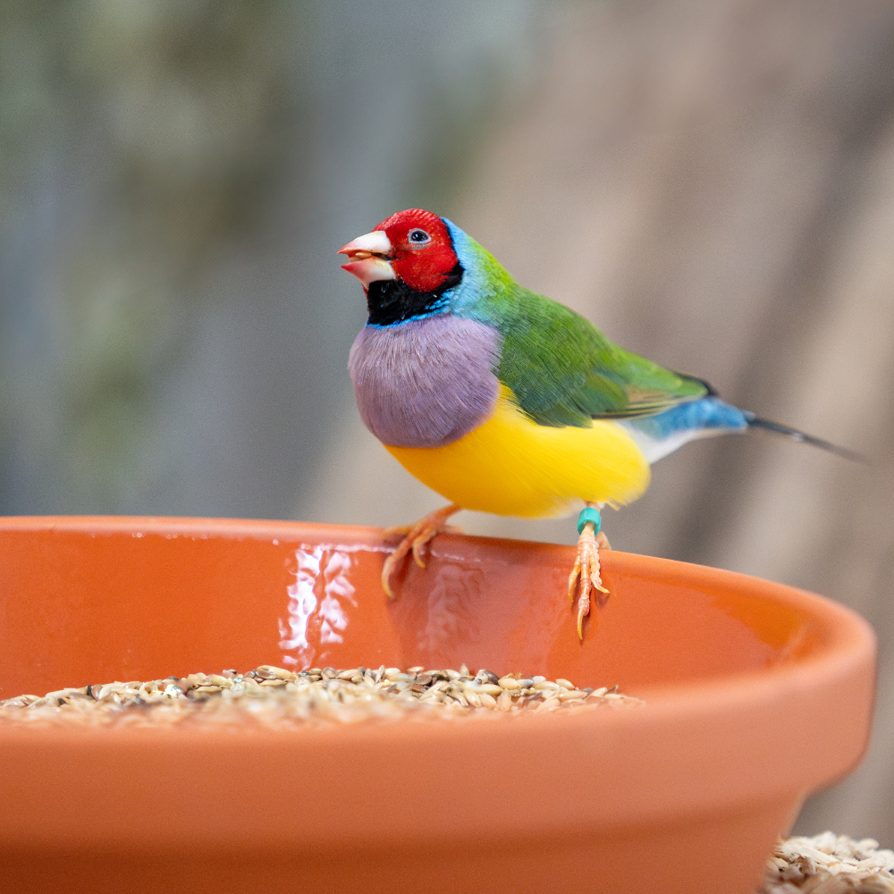 gouldamadinen-futter