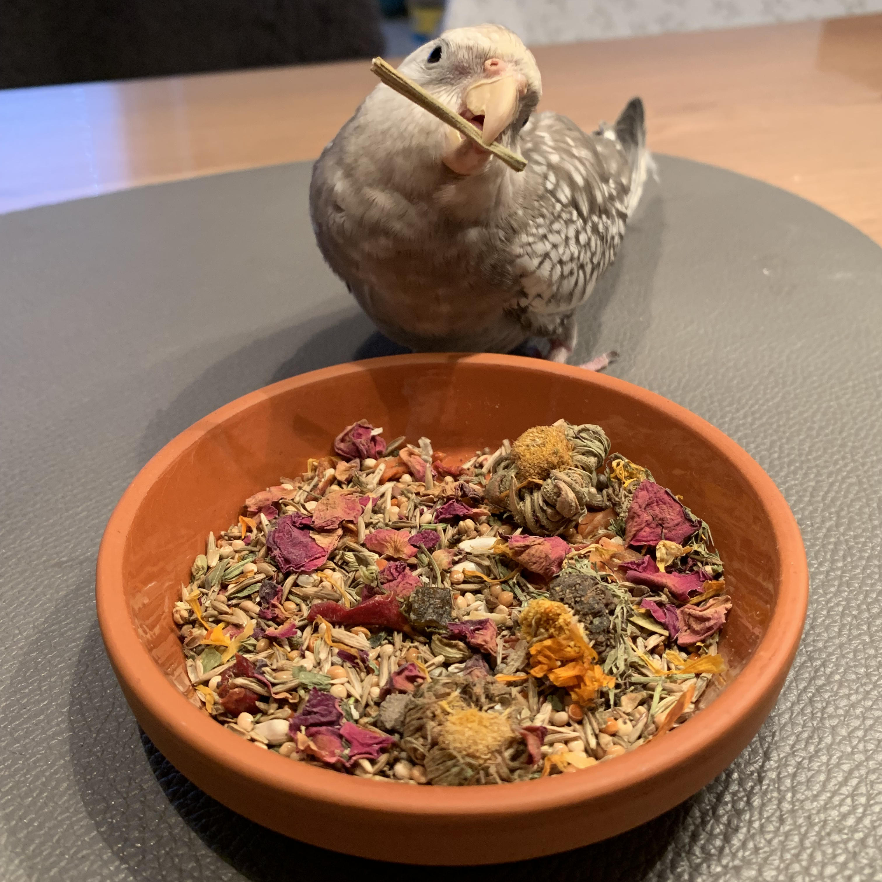 grosssittich-und-kleinpapageien-futter-nymphensittiche-katharinasittiche-ziegensittiche2