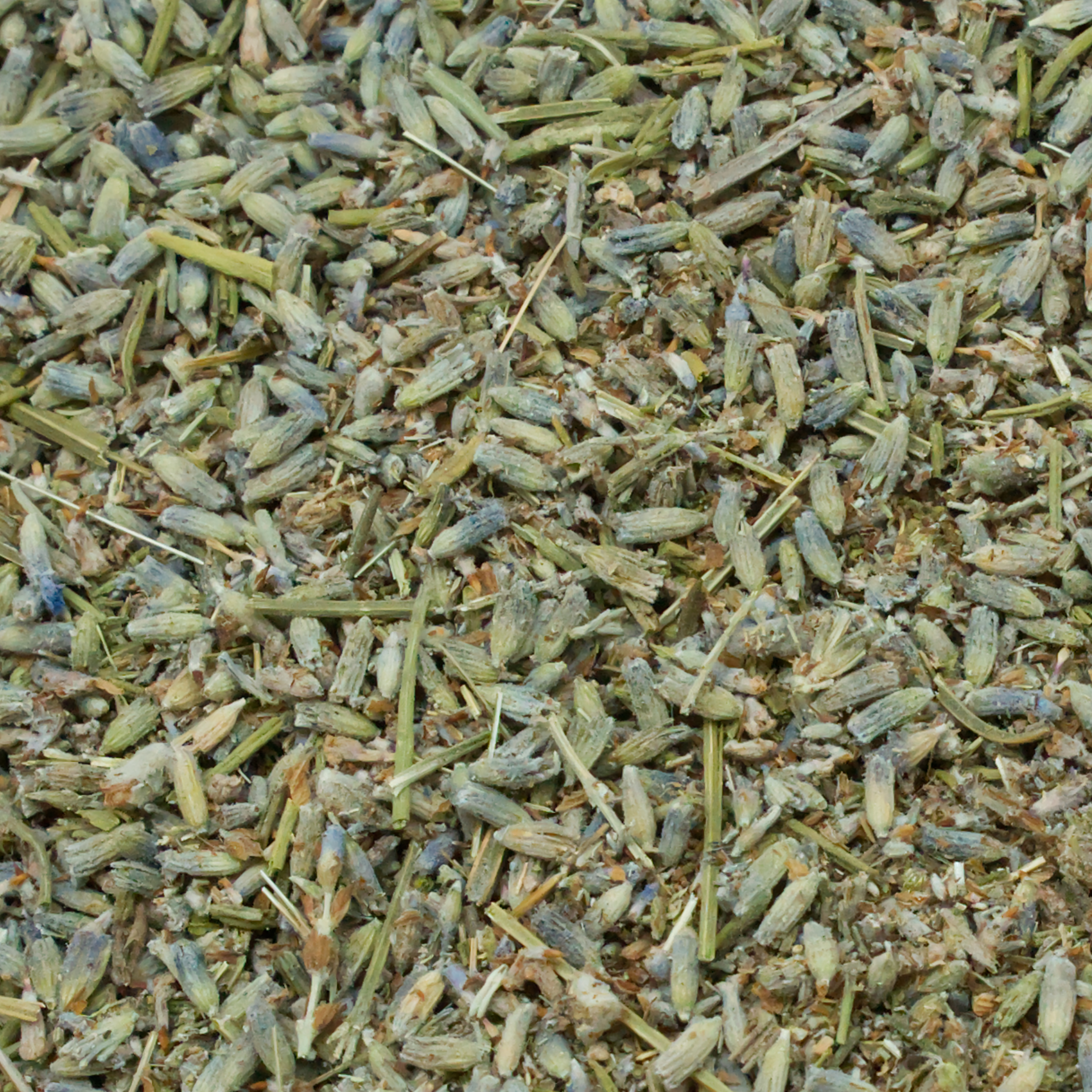 lavendelblueten-einzelfutter-fuer-voegel-koernerbude1