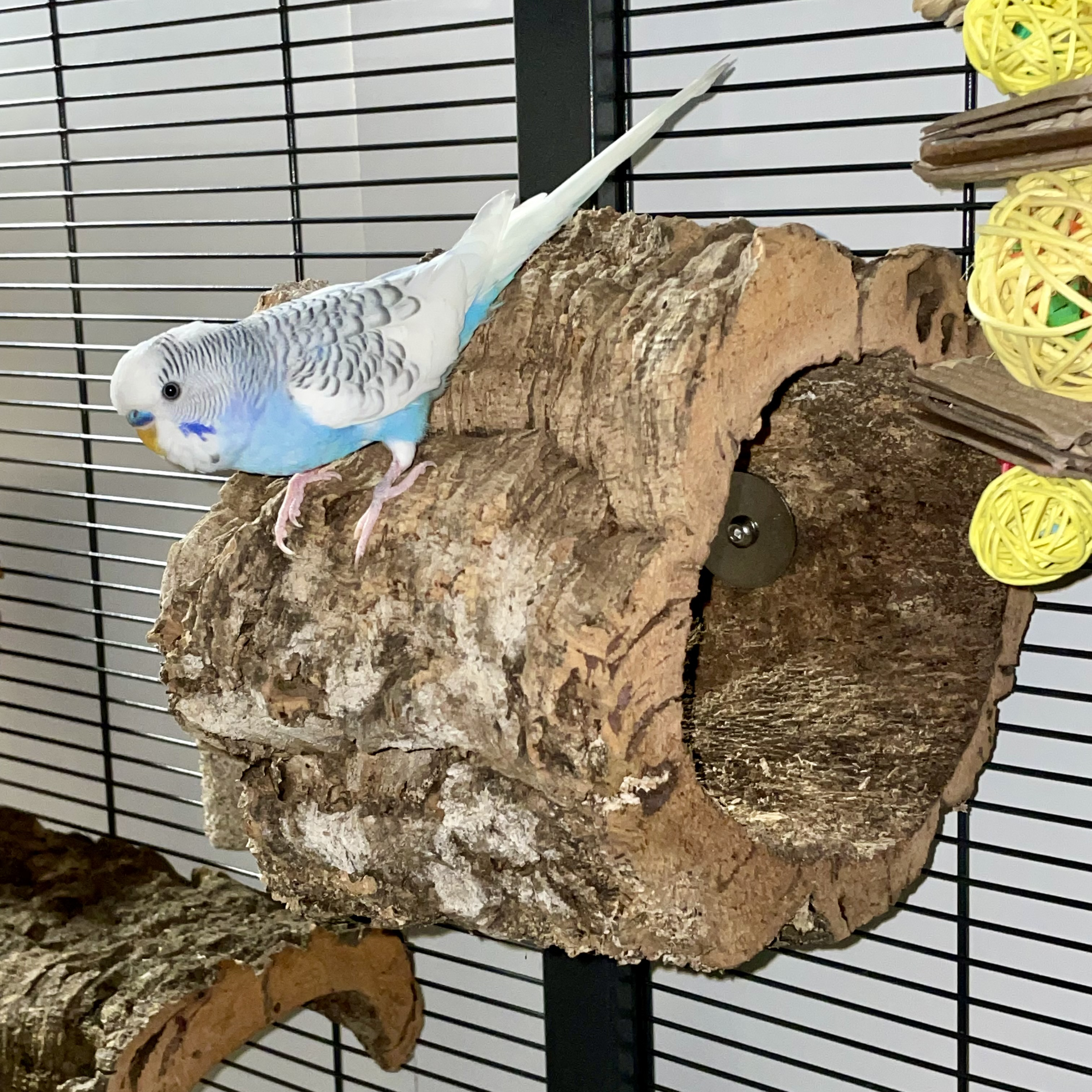 korksitzring-senkrecht-eine-halterung-wellensittiche-nymphensittiche