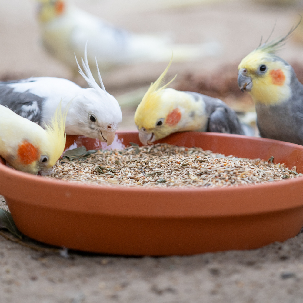 nymphensittich-australien-nymphensitttichfutter-2