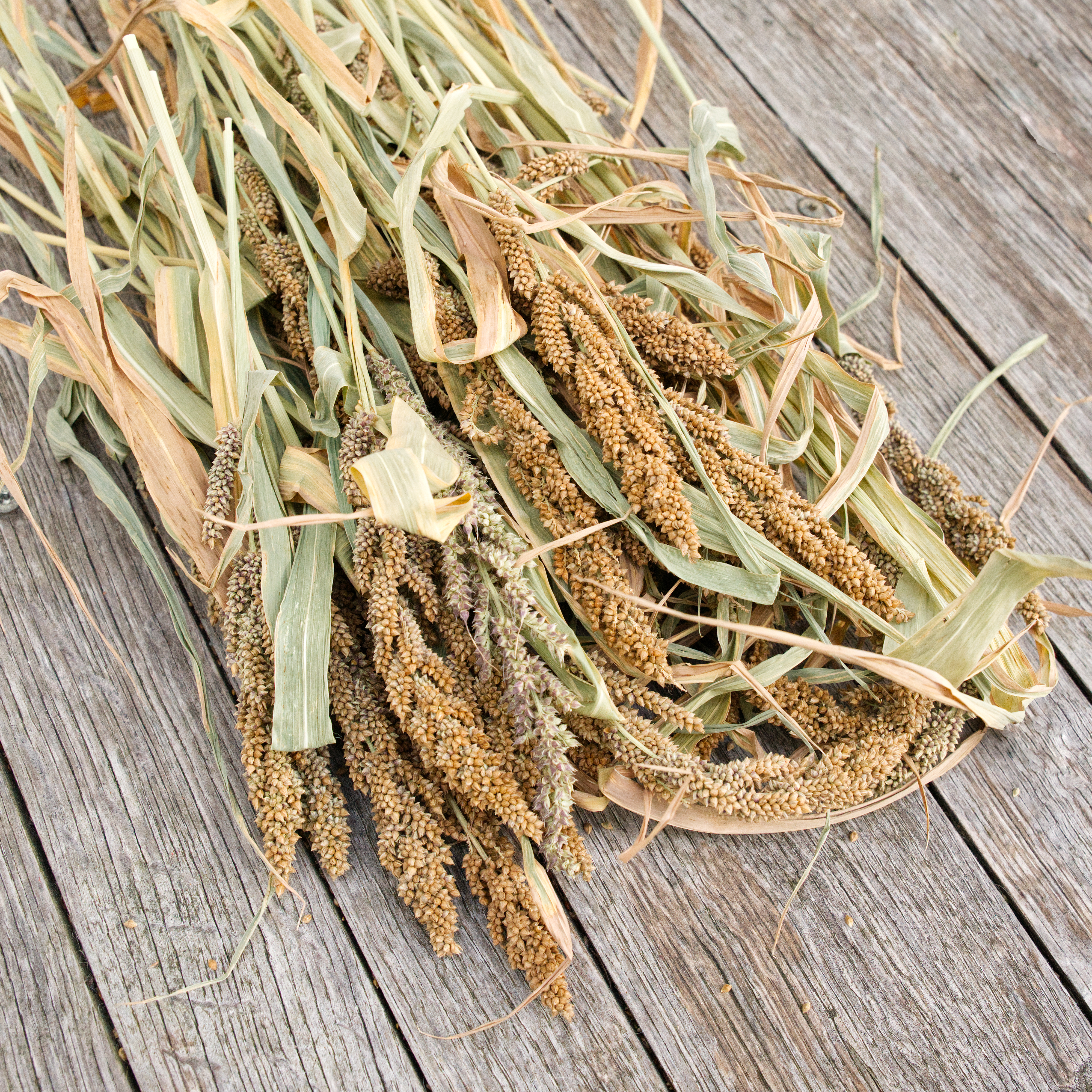 Japanhirse-wellensittiche-kolbenhirse-koernerbude Japanhirse, 100g