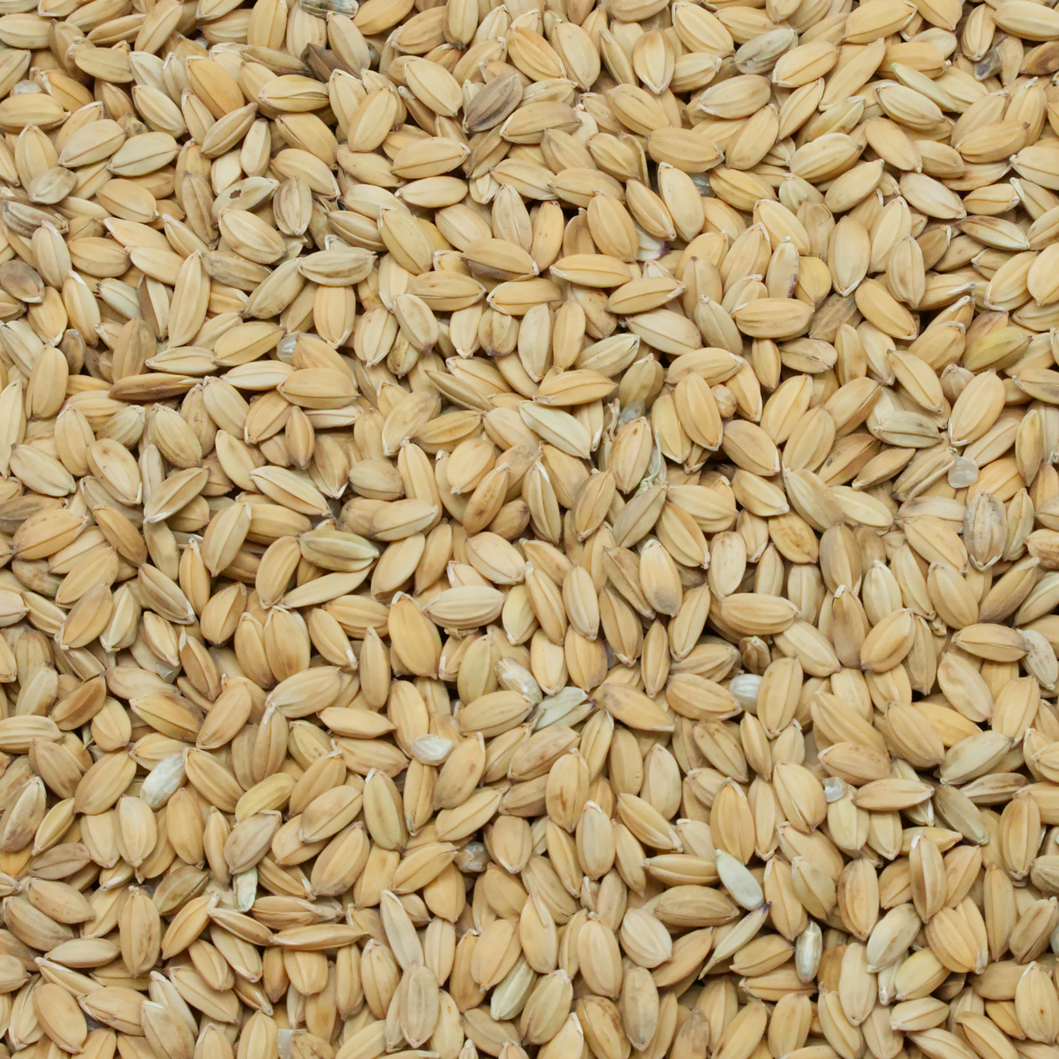 paddy-reis-naturmix-einzelfutter-fuer-v-gel-koernerbude1