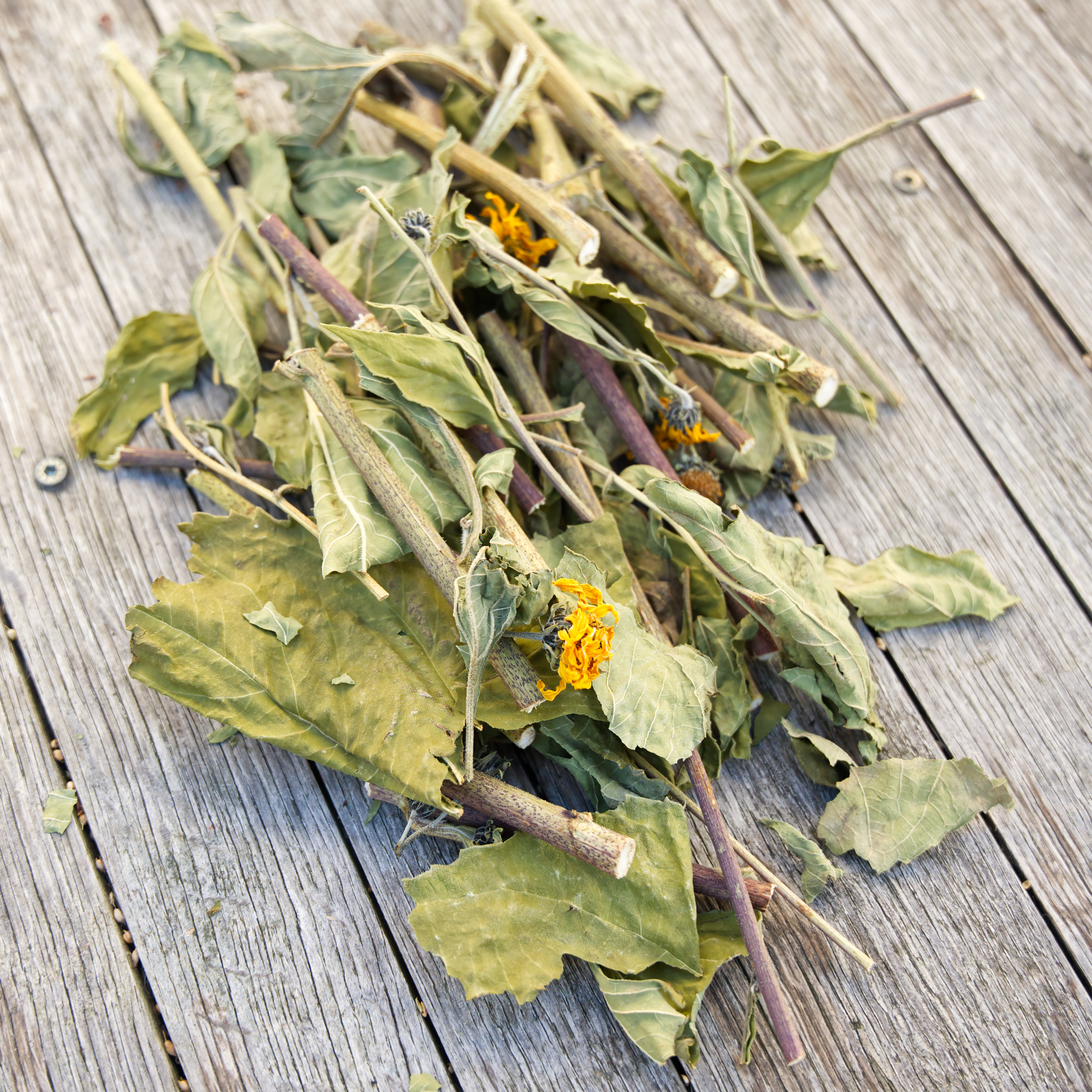 topinamburstaebchen-fuer-voegel Topinamburstäbe, eigene Ernte 100g