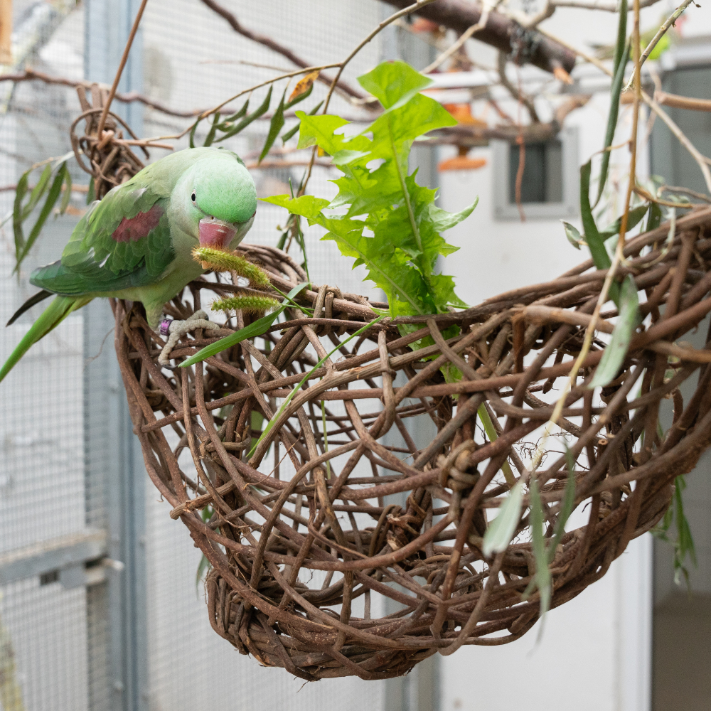 kletter-schiffchen-vogelspielzeug