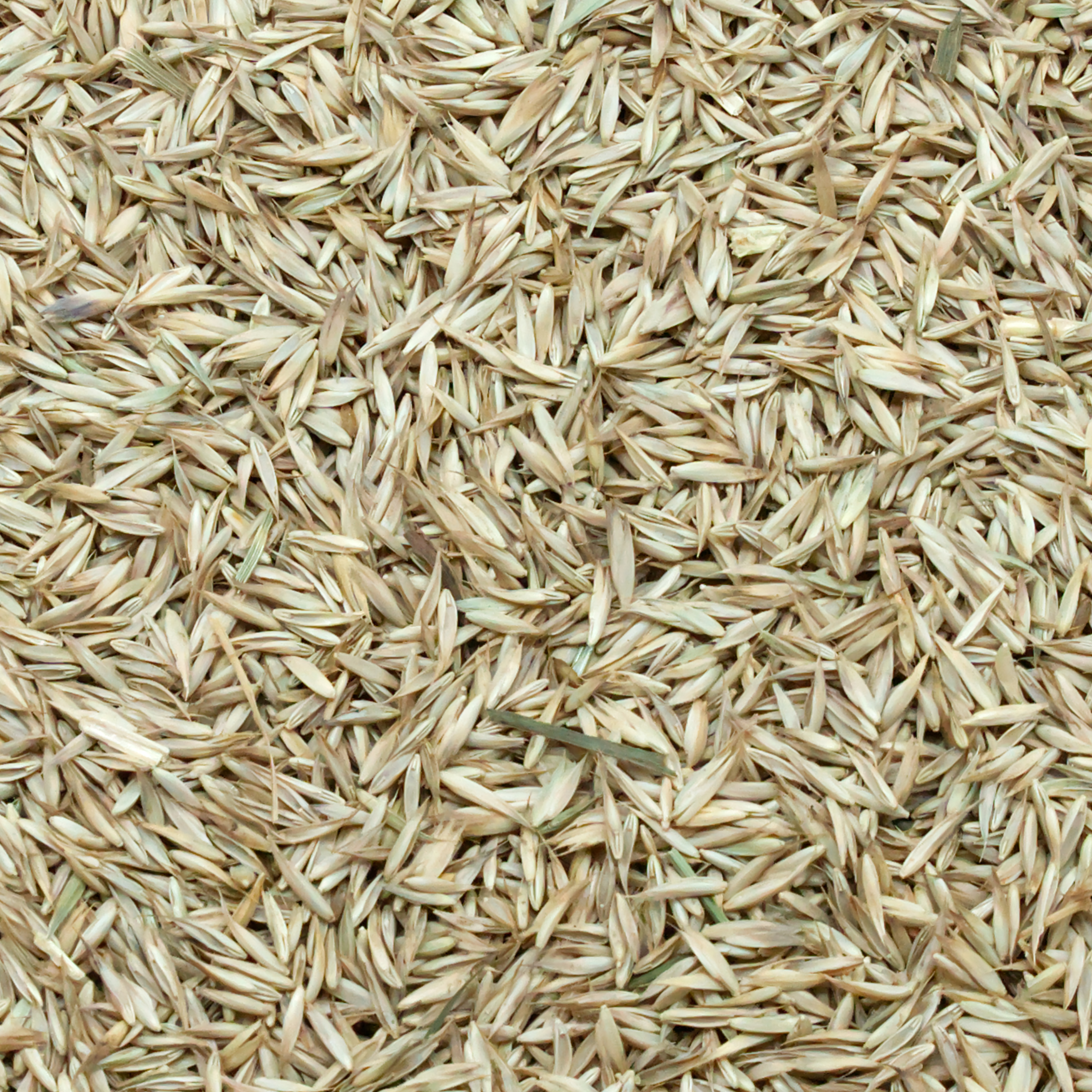 knaulgras-einzelfutter-fuer-v-gel-koernerbude1