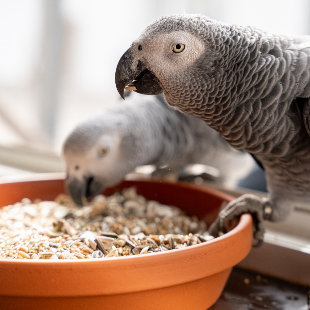 Morgen-Müsli Graupapagei