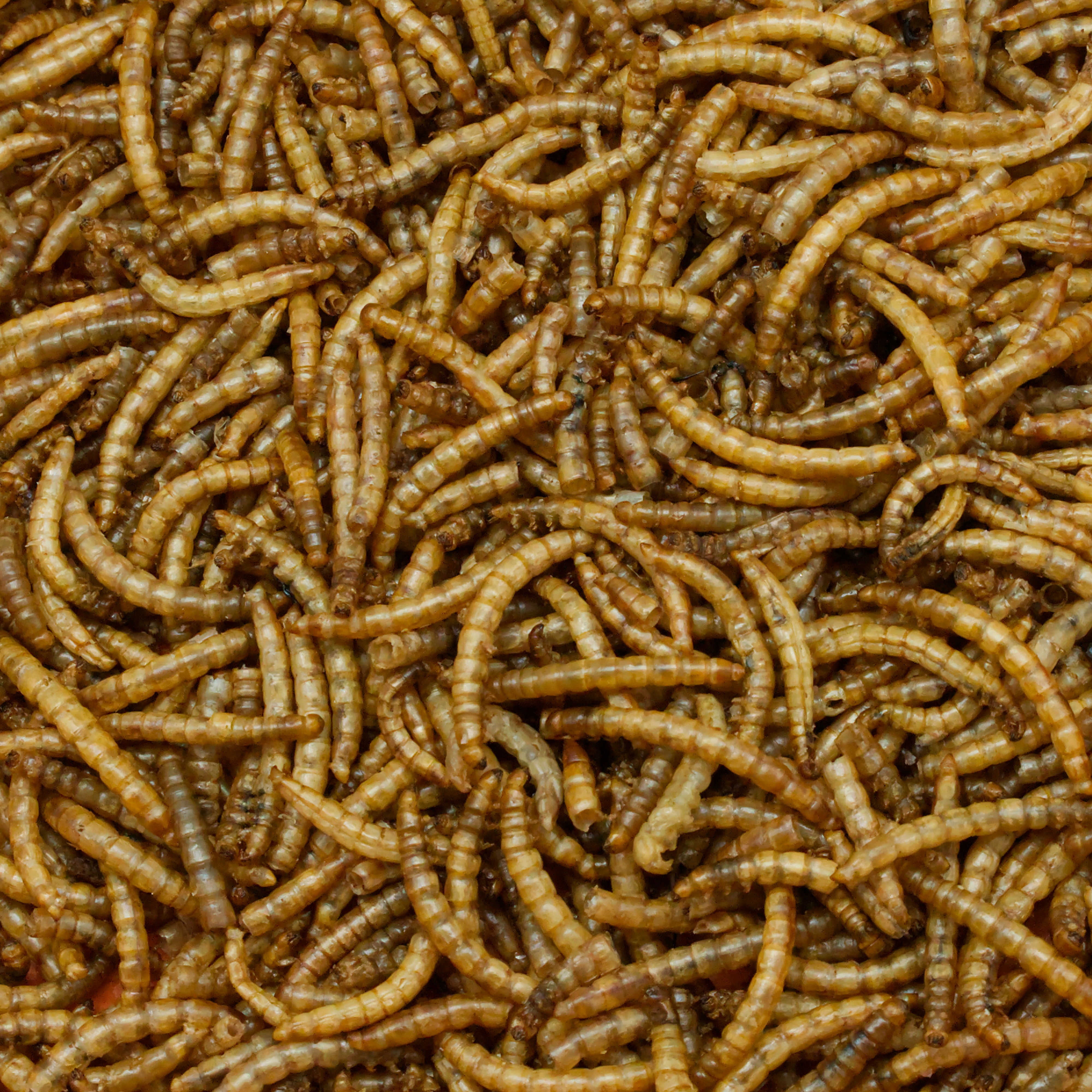 mehlwuermer-einzelfutter-fuer-voegel-koernerbude