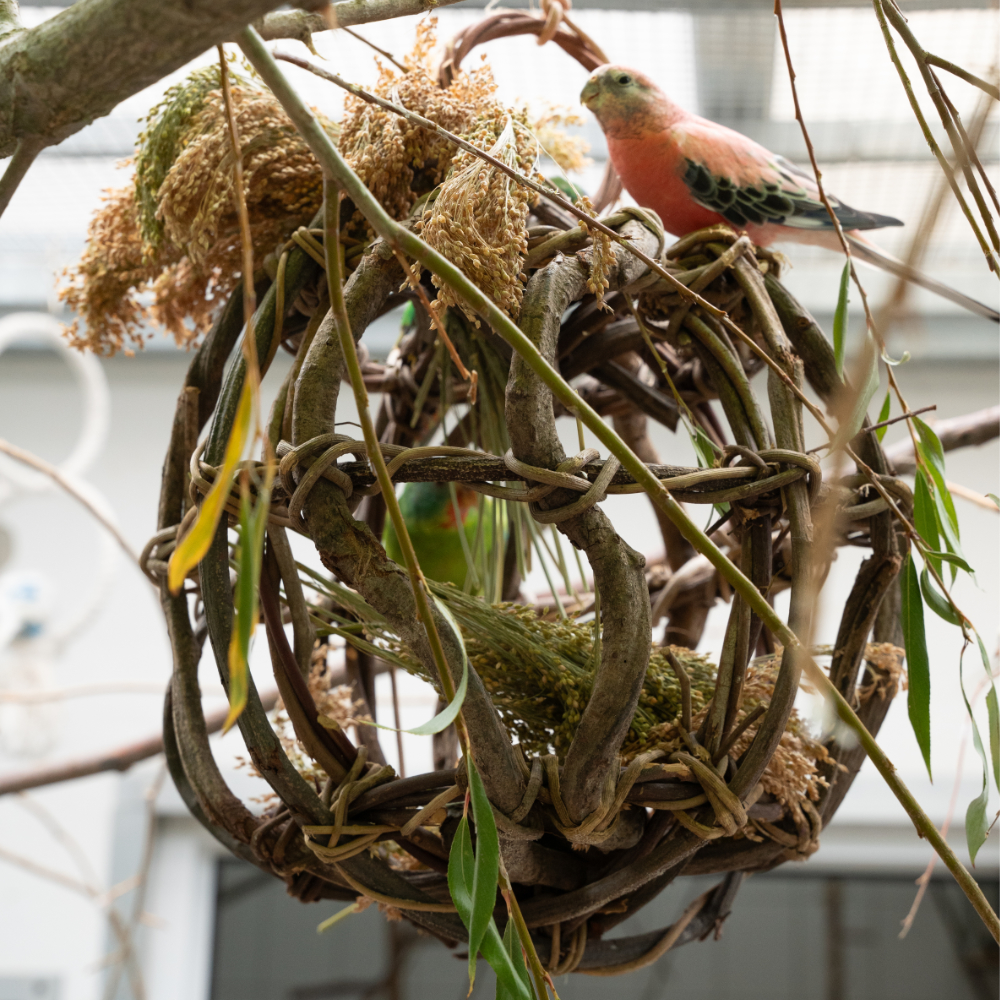 kletter-kugel-vogelspielzeug-vogelschaukel