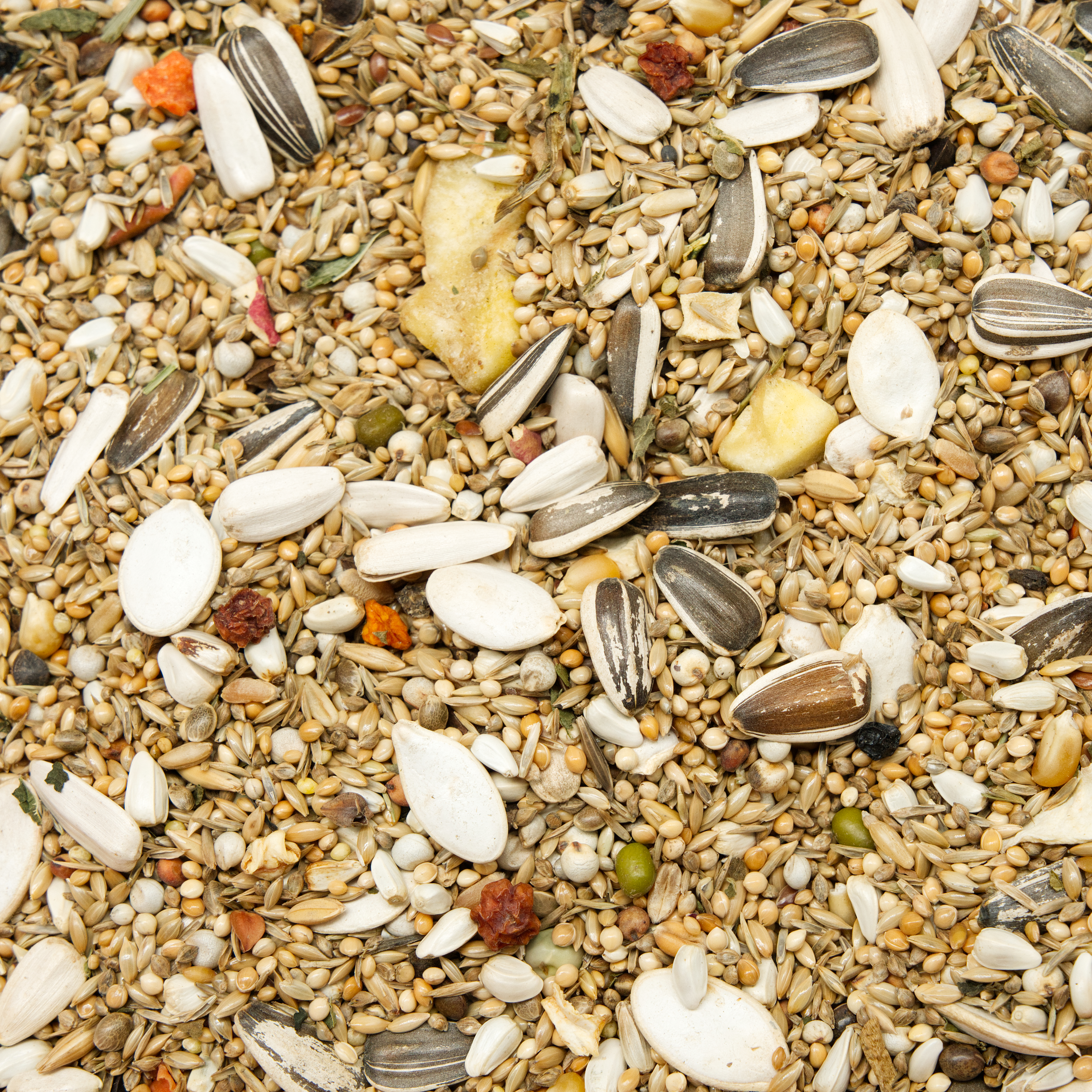 basismischung_halsbandsittiche_halsbandsittichfutter_koernerbude