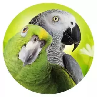 Geeignet-fuer-21-Grosspapageien