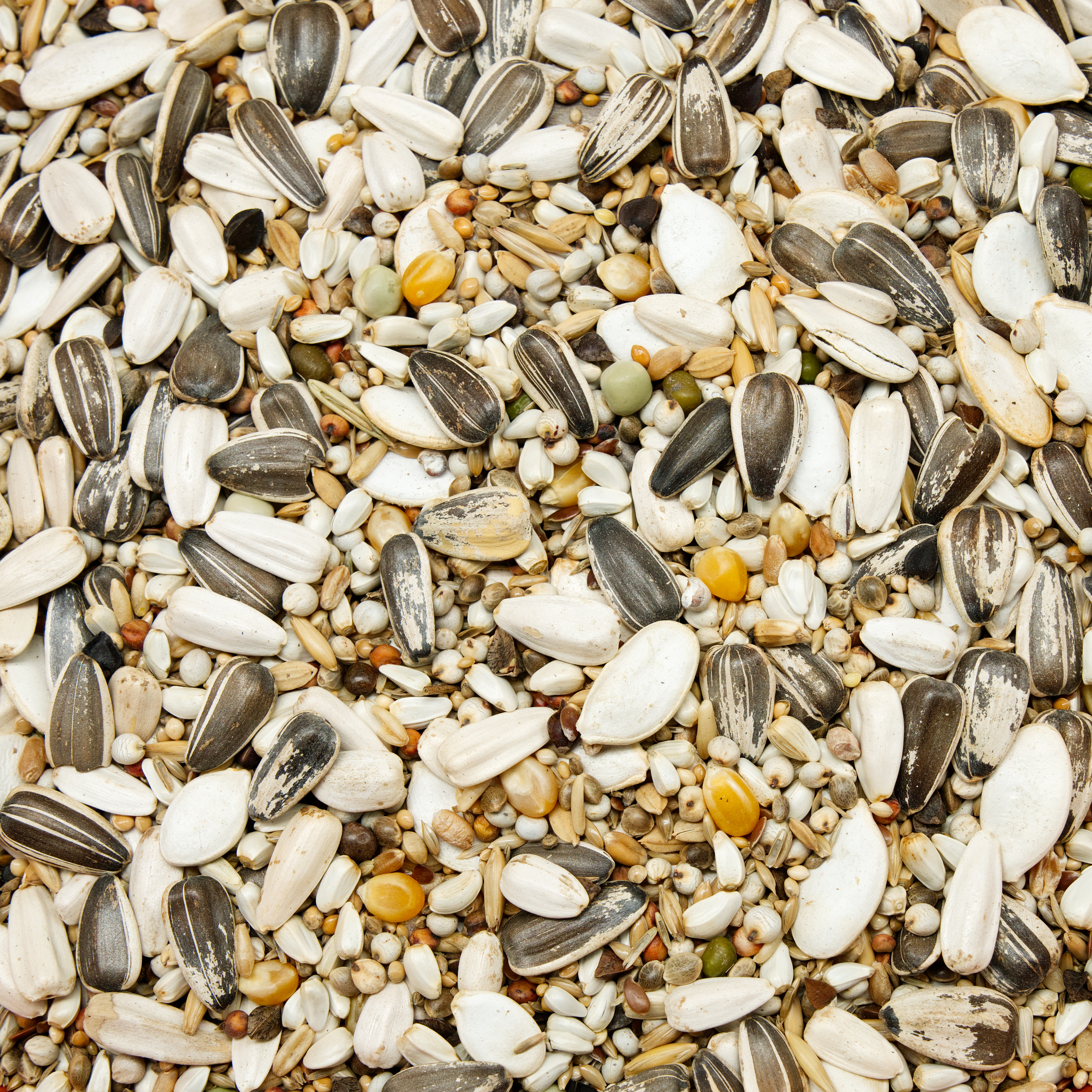 papageien_variant_paapgeienfutter_amazonen_graupapageien_koernerbude