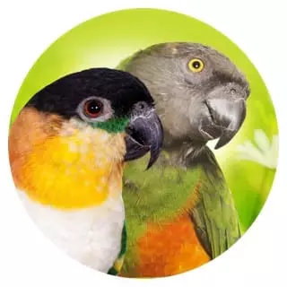 Geeignet-fuer-22-Kleinpapageien