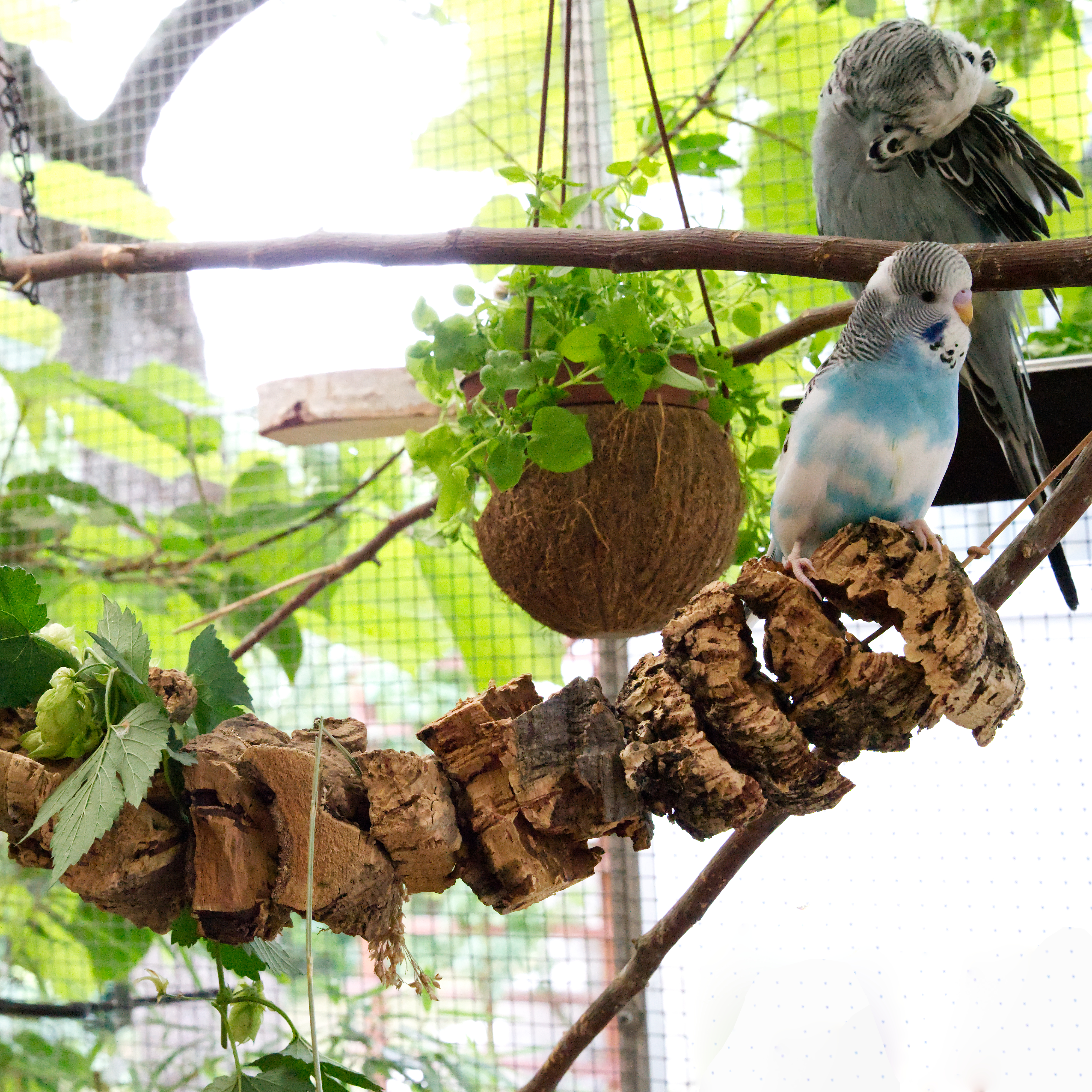 korkkette_zum_schreddern_fuer_voegel_koernerbude-wellensittich