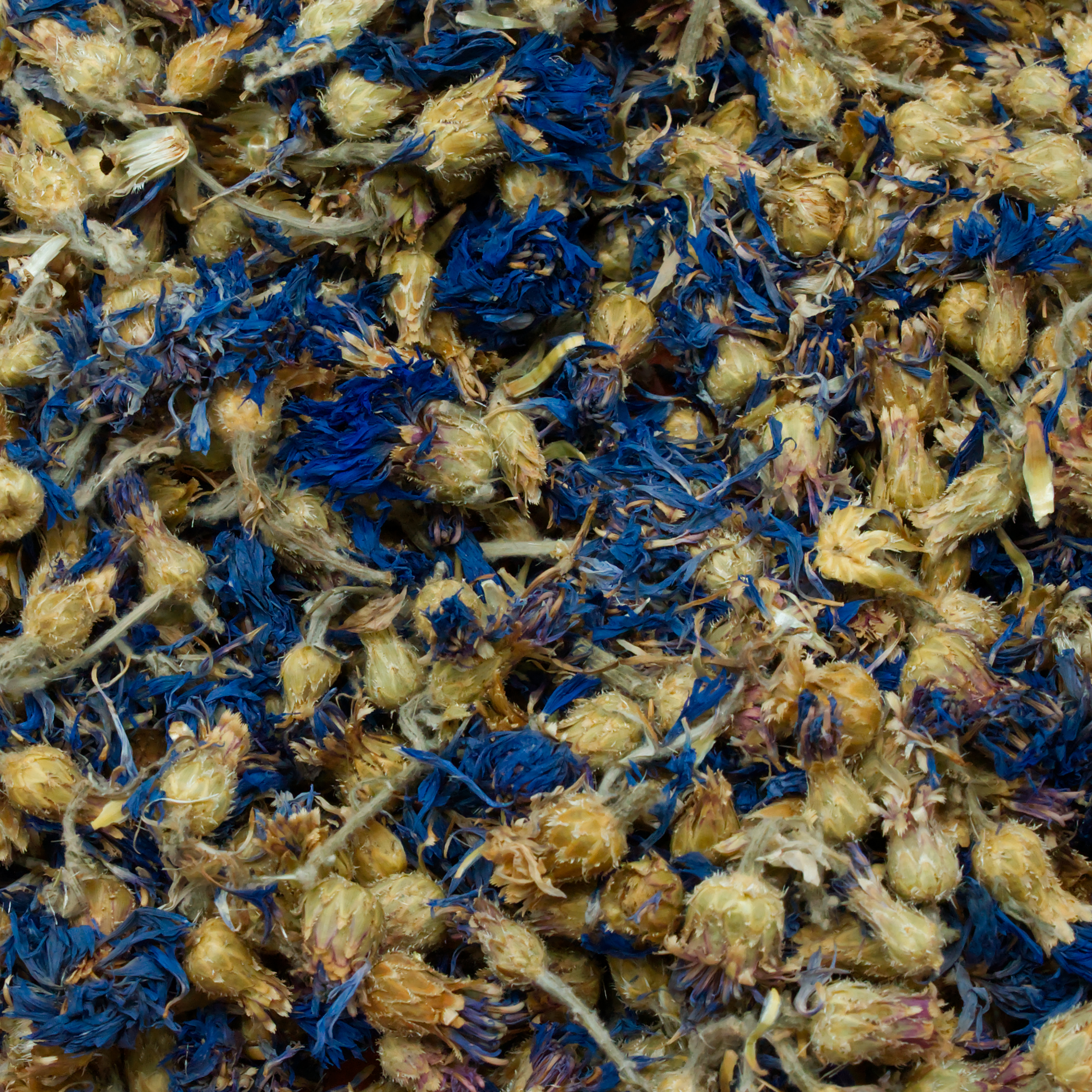 kornblumen-blau-einzelfutter-fuer-voegel-koernerbude1 Kornblumenblüten mit Kelch, blau