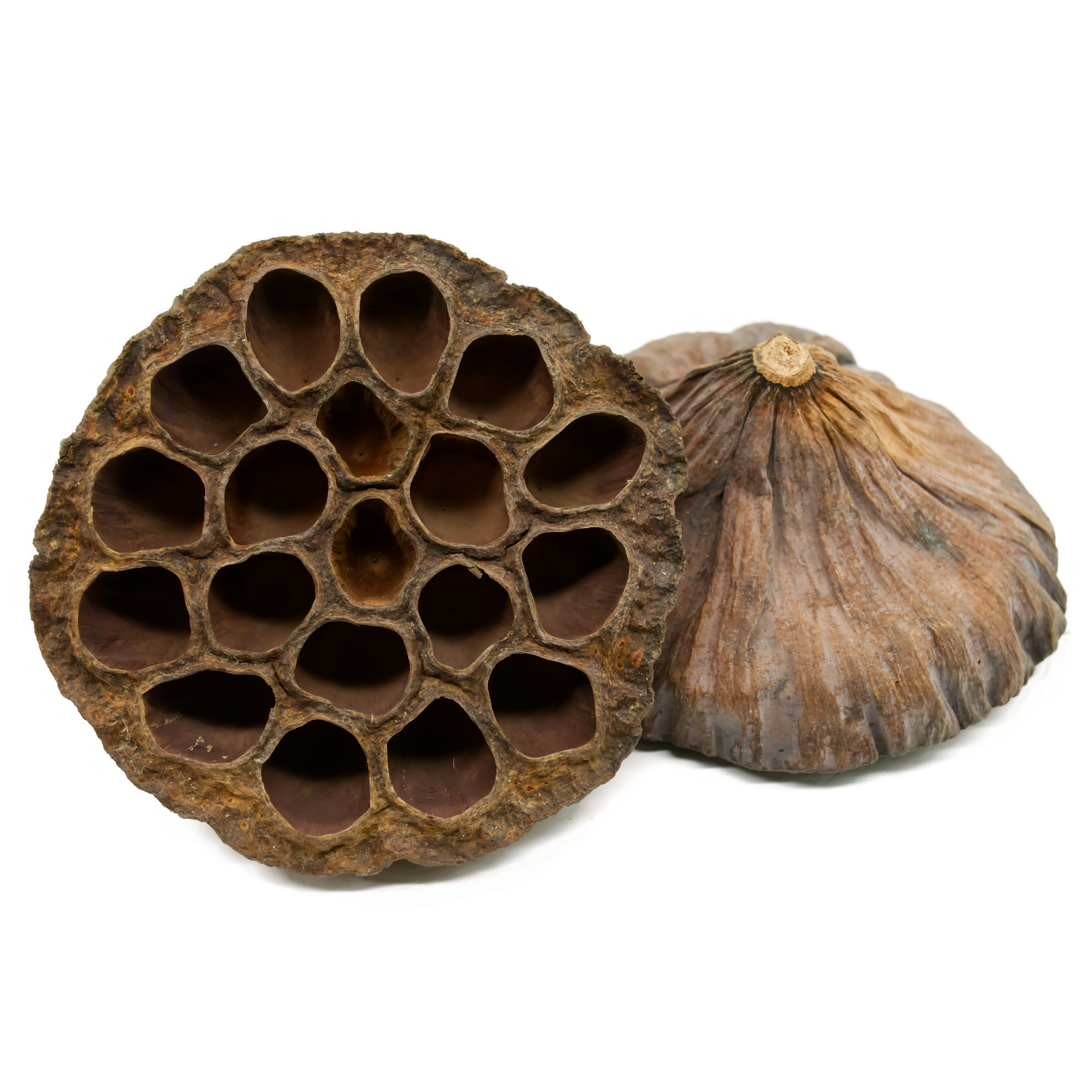 Lotusblüte, getrocknet ca. 8-10cm