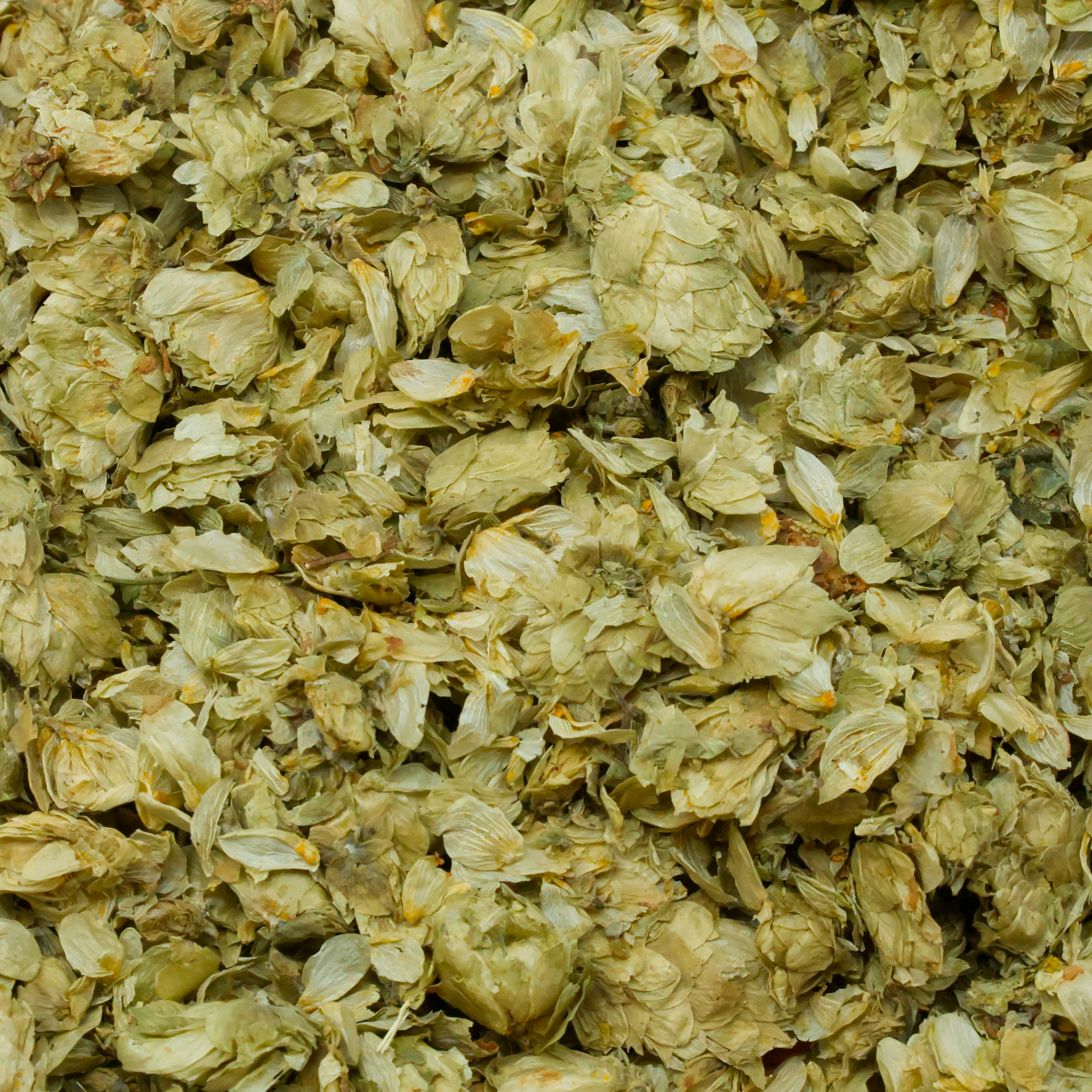 hopfenblueten-einzelfutter-fuer-voegel-koernerbude1