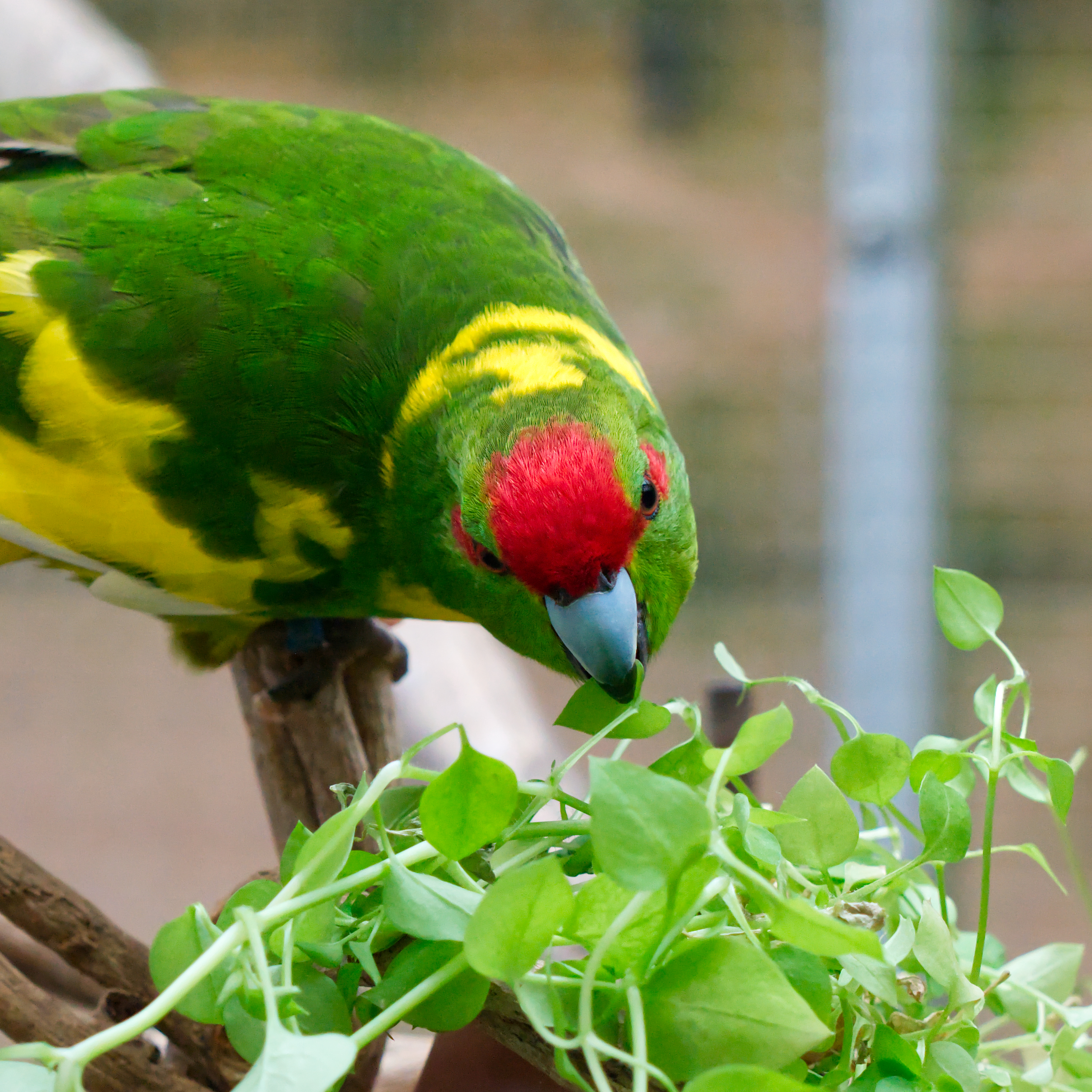 vogelmiere-futterpflanze-fuer-voegel-koernerbude4