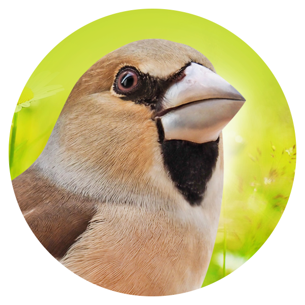 Geeignet_F-r_16_Wildv-gel