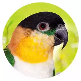 Geeignet-fuer-15-Suedamerikaner