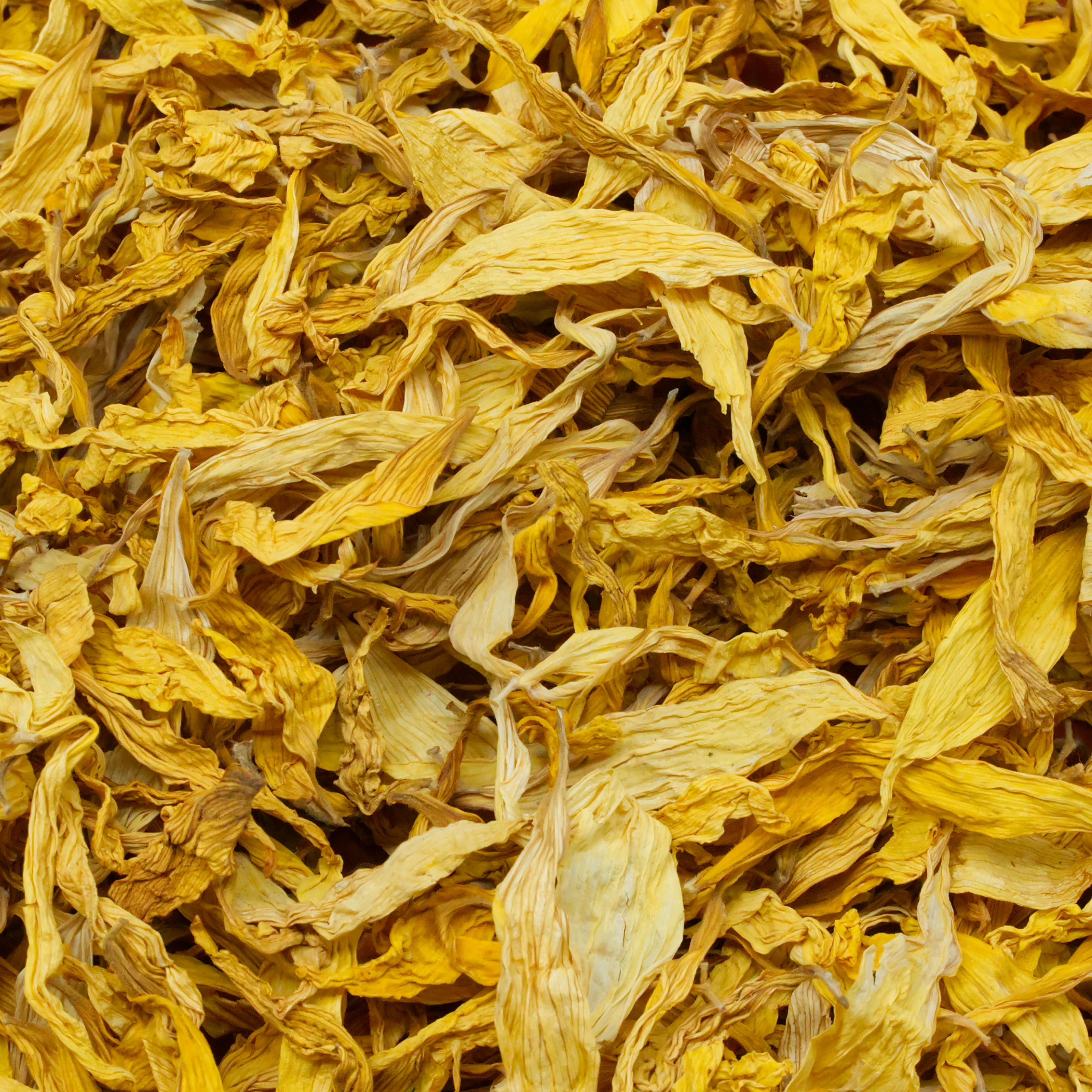 sonnenblumen-blueten-einzelfutter-fuer-voegel-koernerbude1 Sonnenblumenblüten