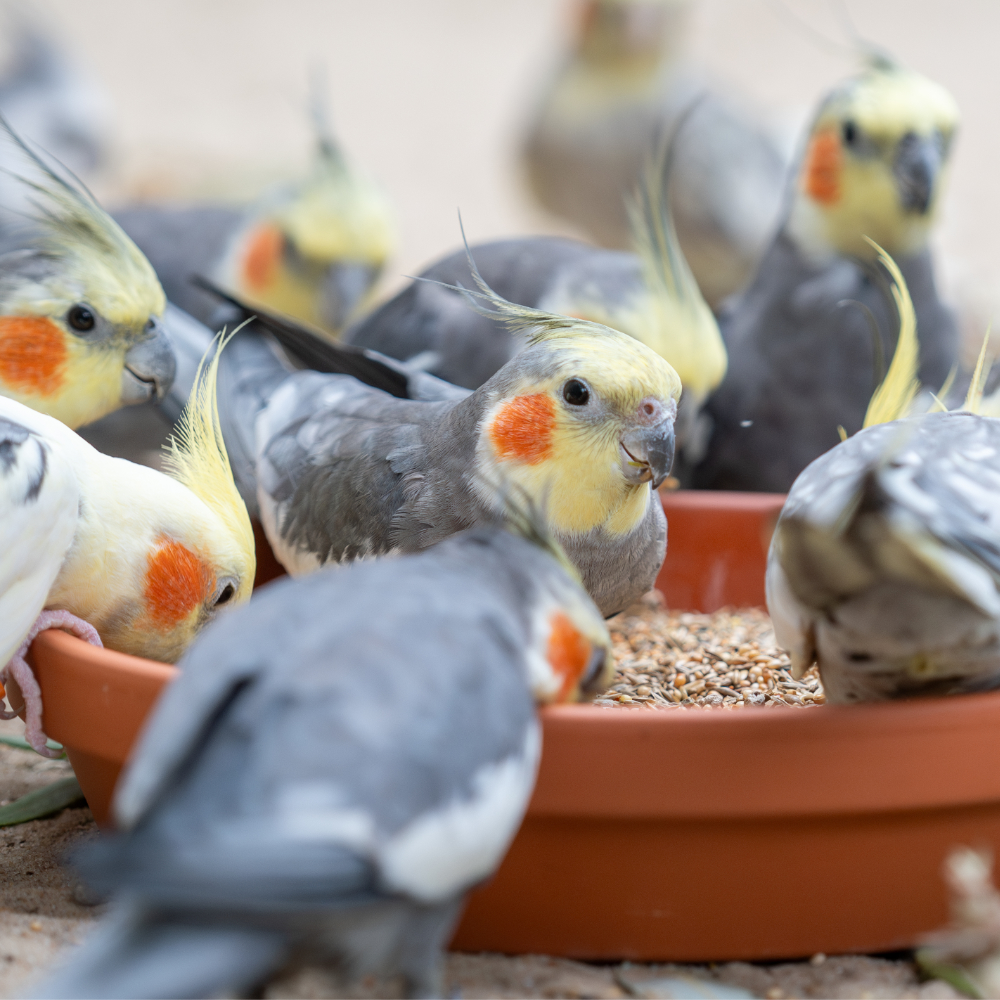 nymphensittich-wegweiser-mischung-nymphensittichfutter
