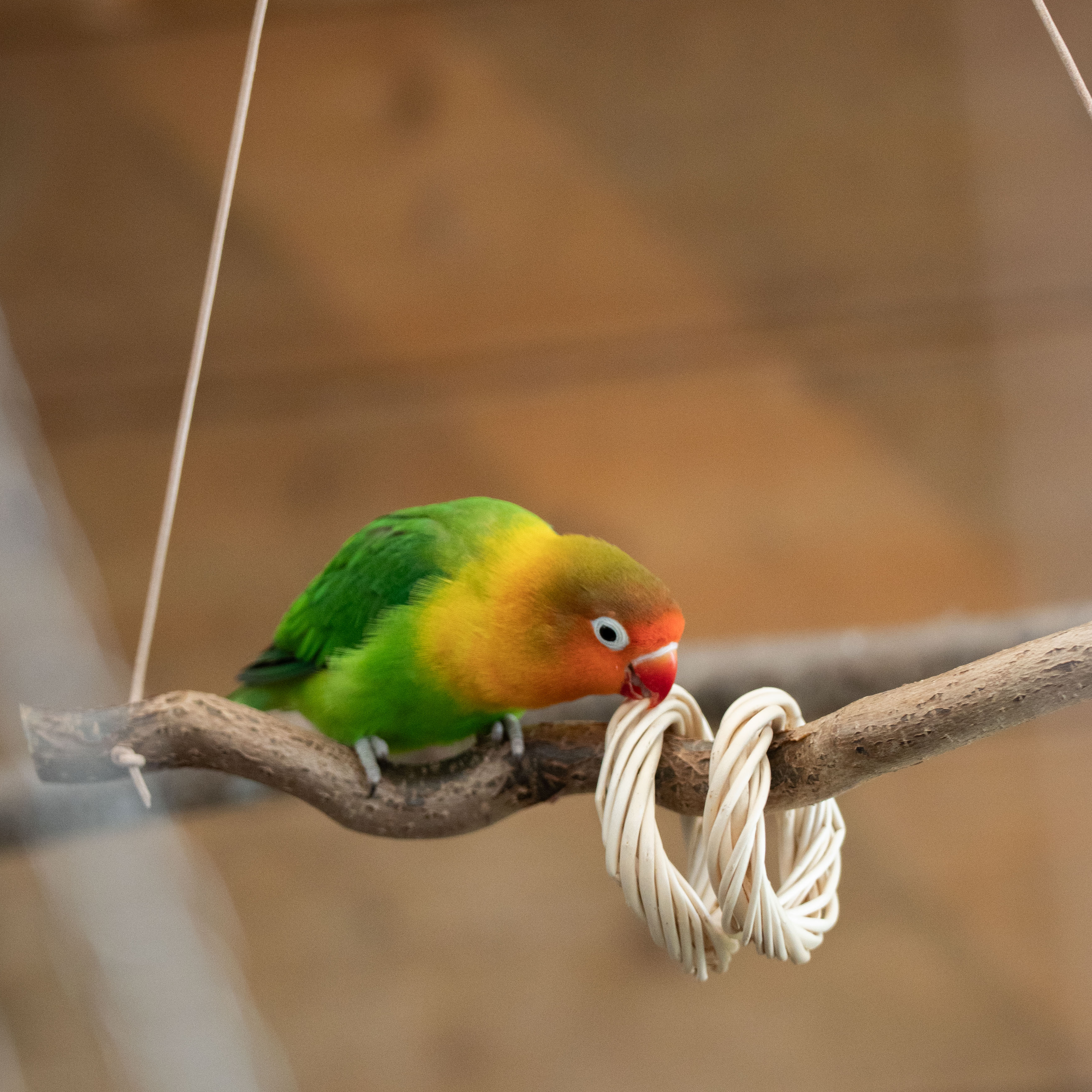 Naturschaukel mit Weidenringen 40 - 50 cm