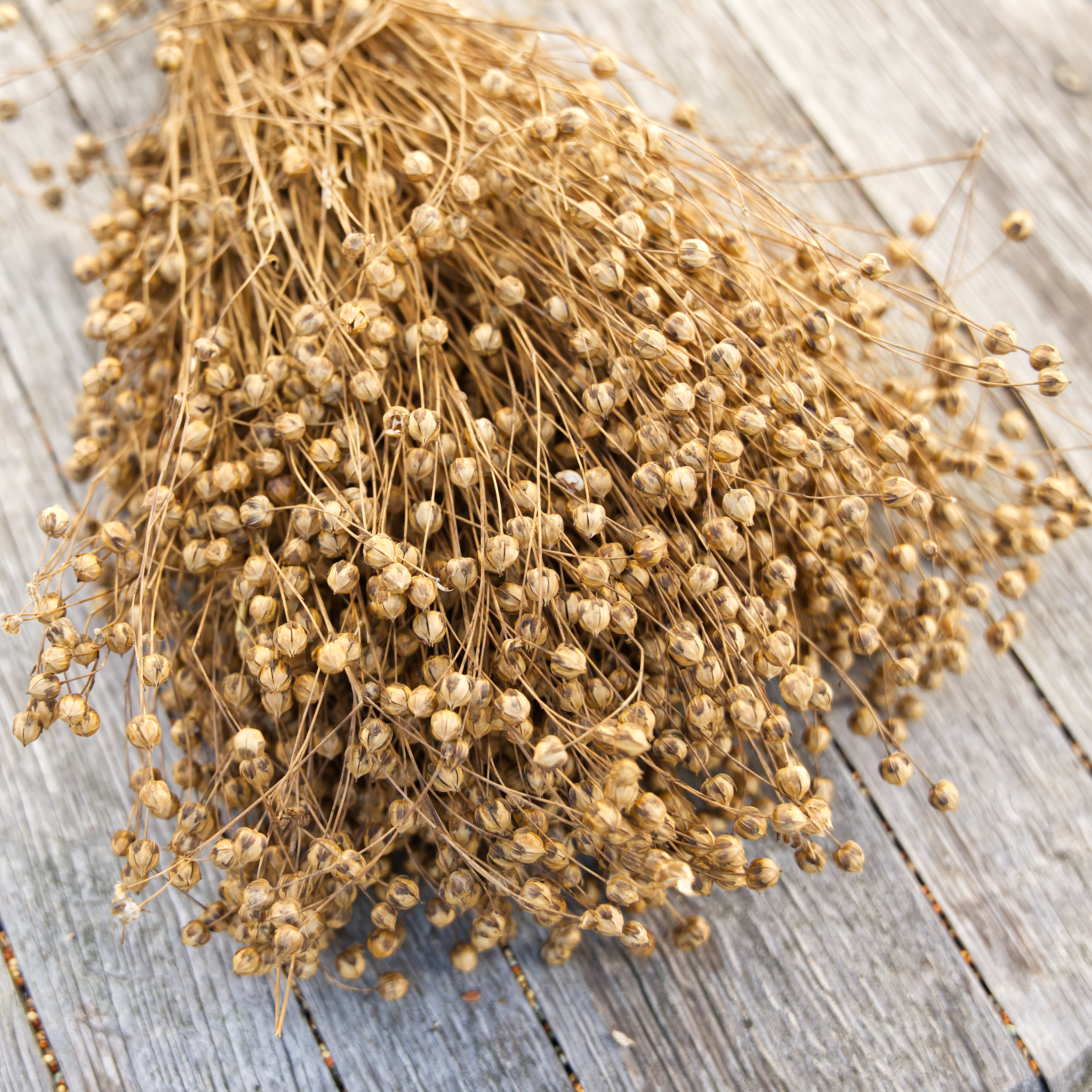 lein-flachs-fuer-voegel-und-hamster-nager